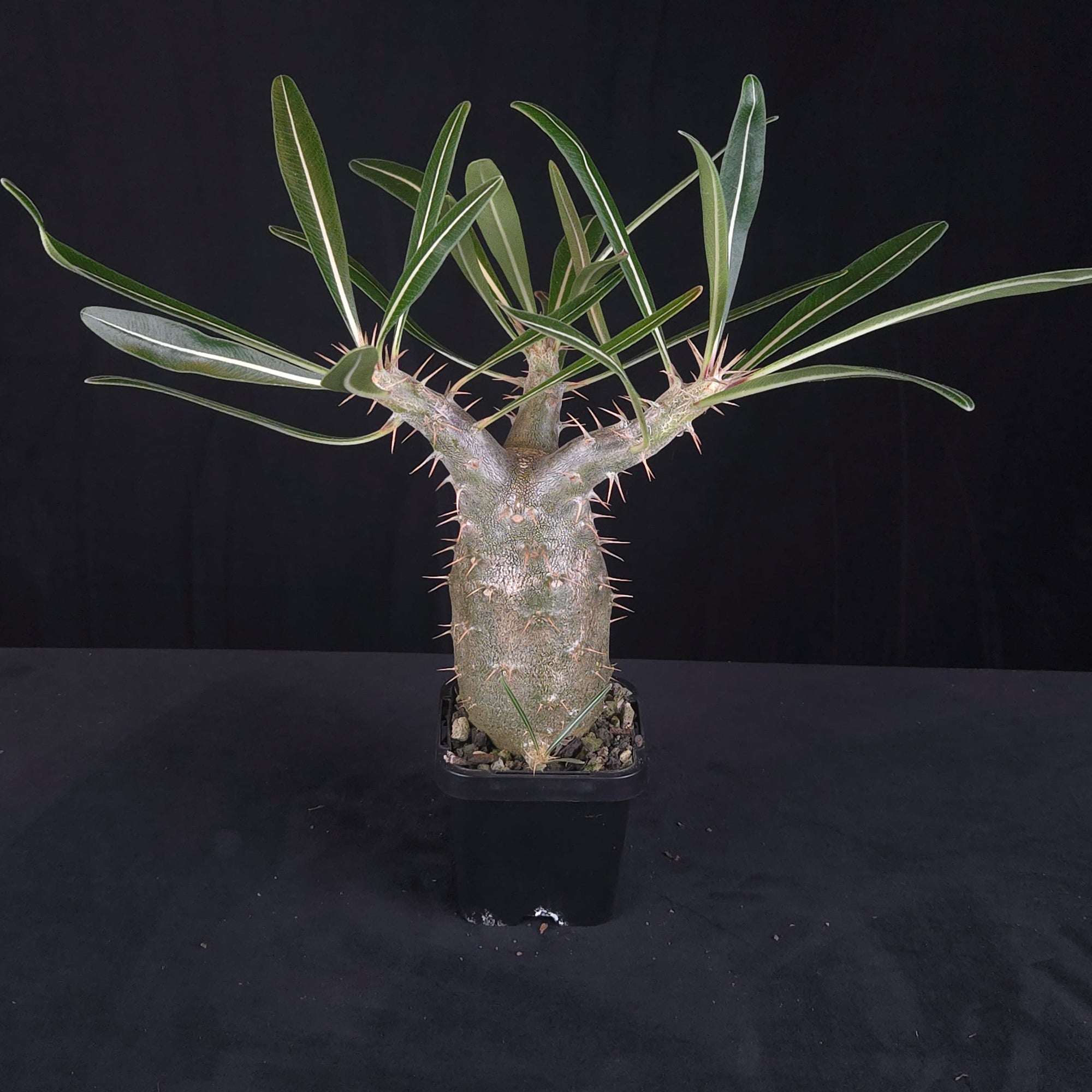 Pachypodium rosulatum subsp. cactipes
