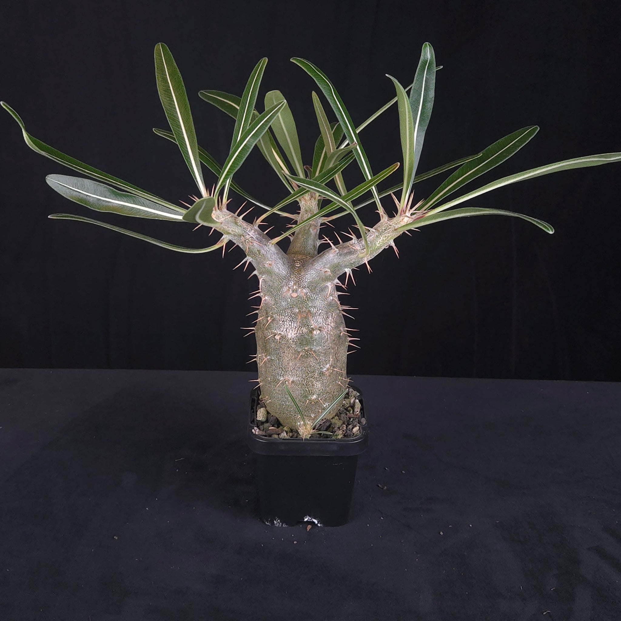 Pachypodium rosulatum subsp. cactipes