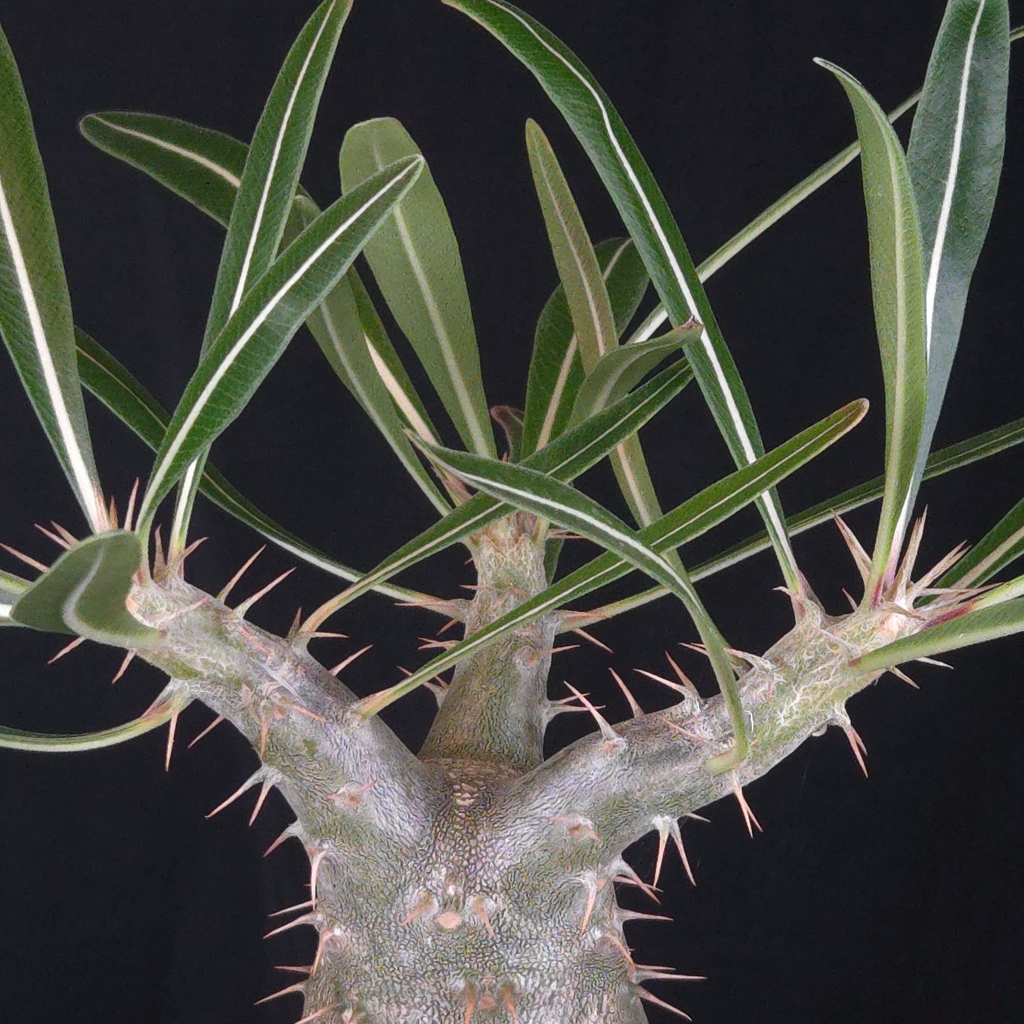 Pachypodium rosulatum subsp. cactipes