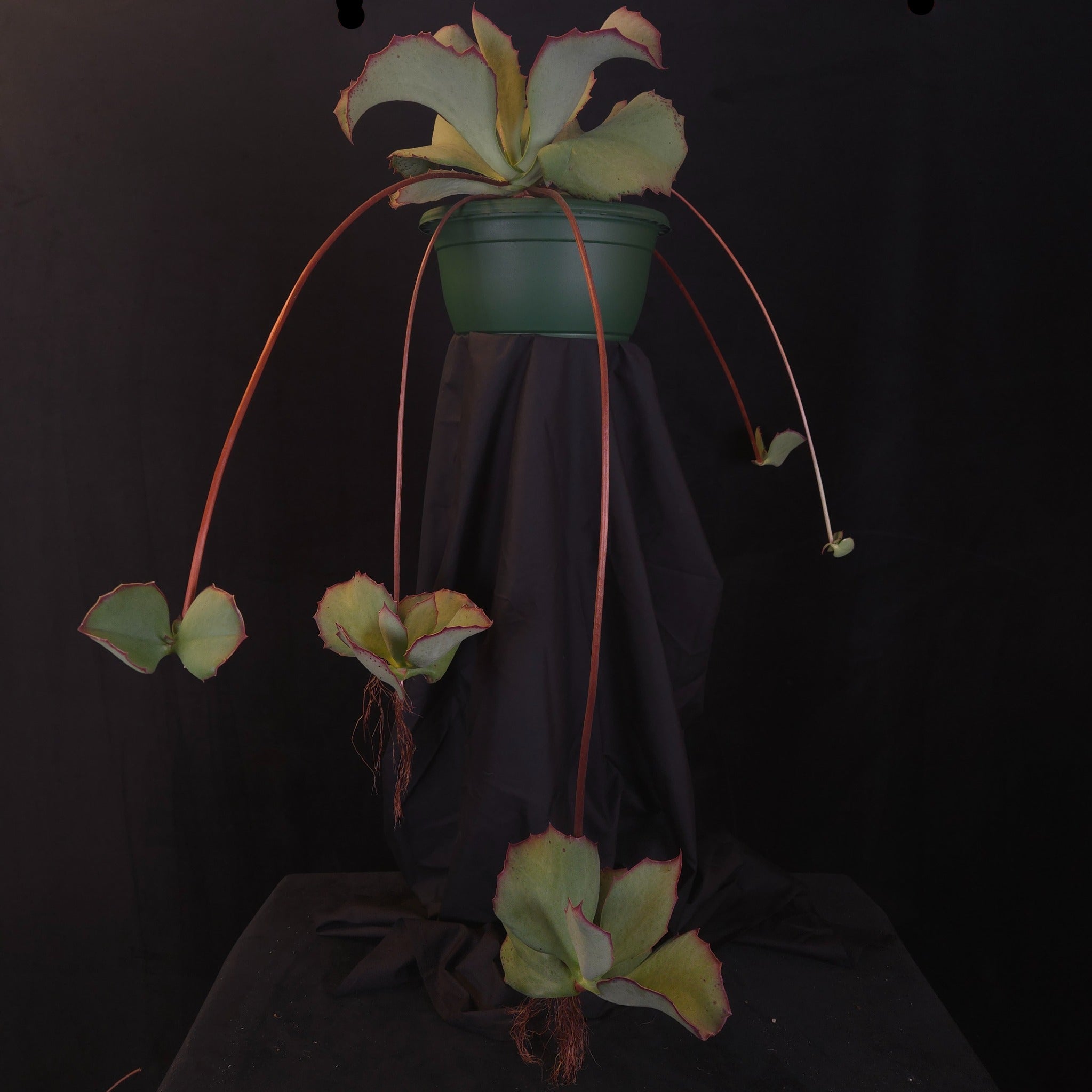 Kalanchoe synsepala 'Walking Kalanchoe'