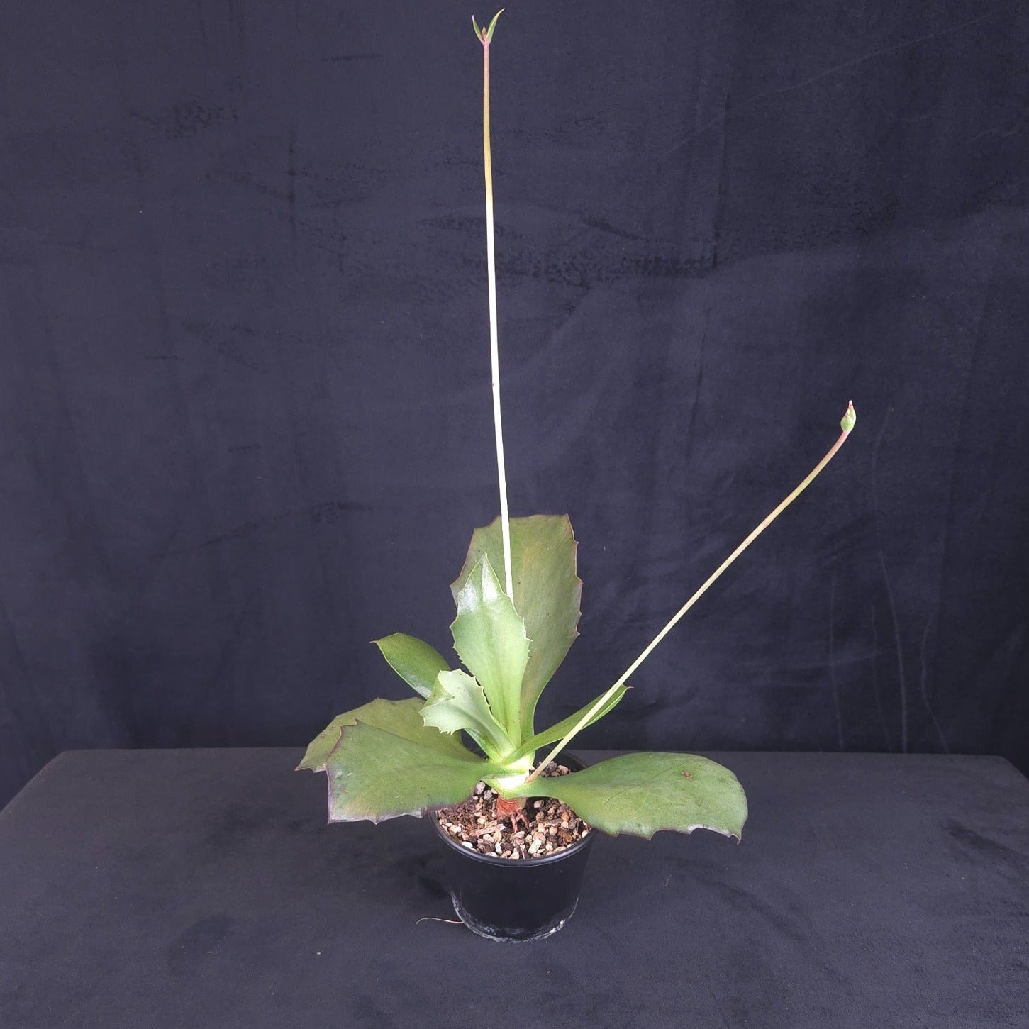 Kalanchoe synsepala 'Walking Kalanchoe'