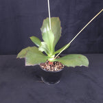 Kalanchoe synsepala 'Walking Kalanchoe'