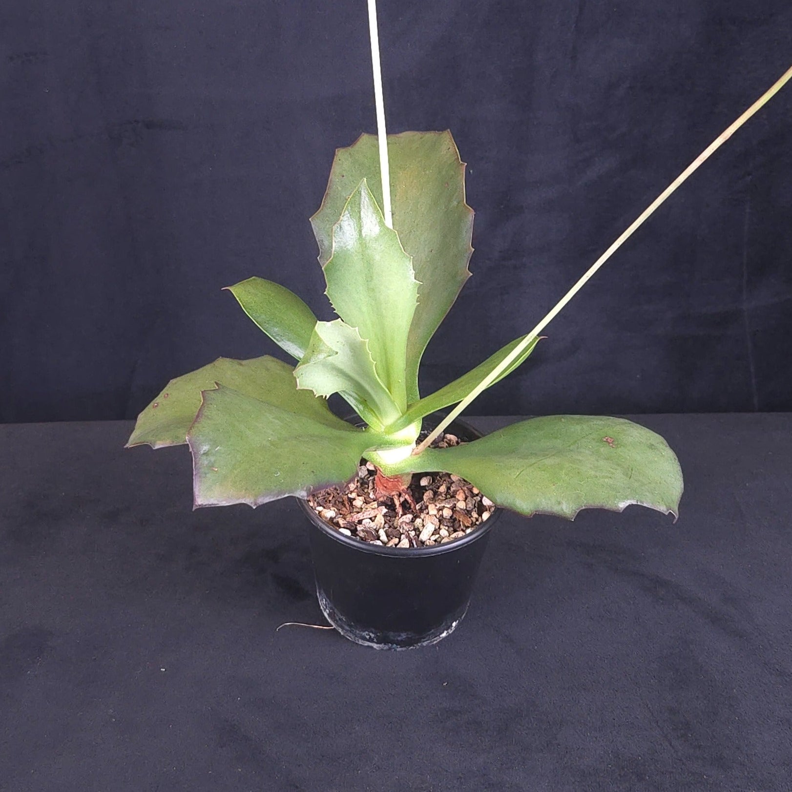 Kalanchoe synsepala 'Walking Kalanchoe'