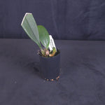 Bulbophyllum arfaianum