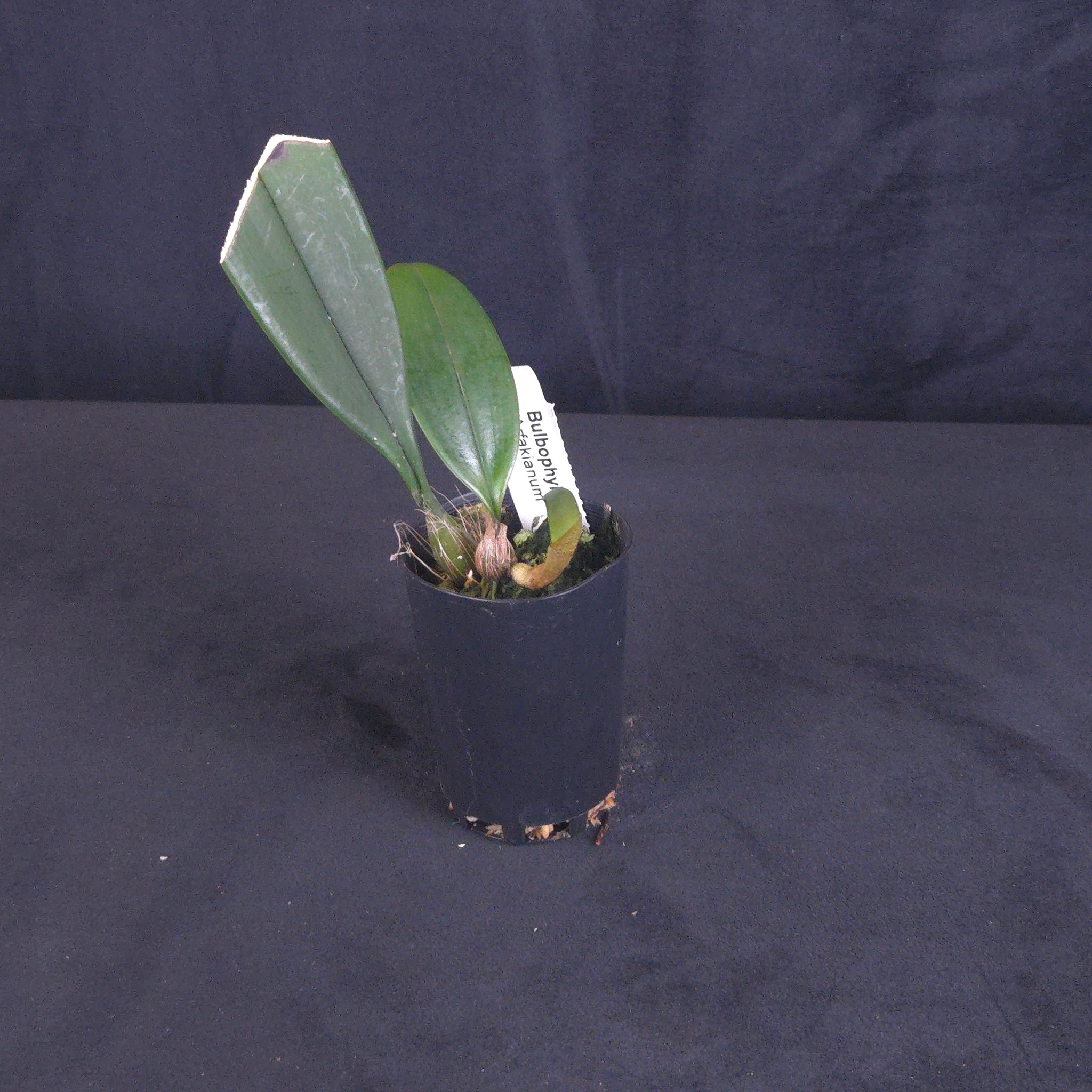 Bulbophyllum arfaianum