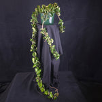 Hoya carnosa 'Indian Rope' – Specimen Plant