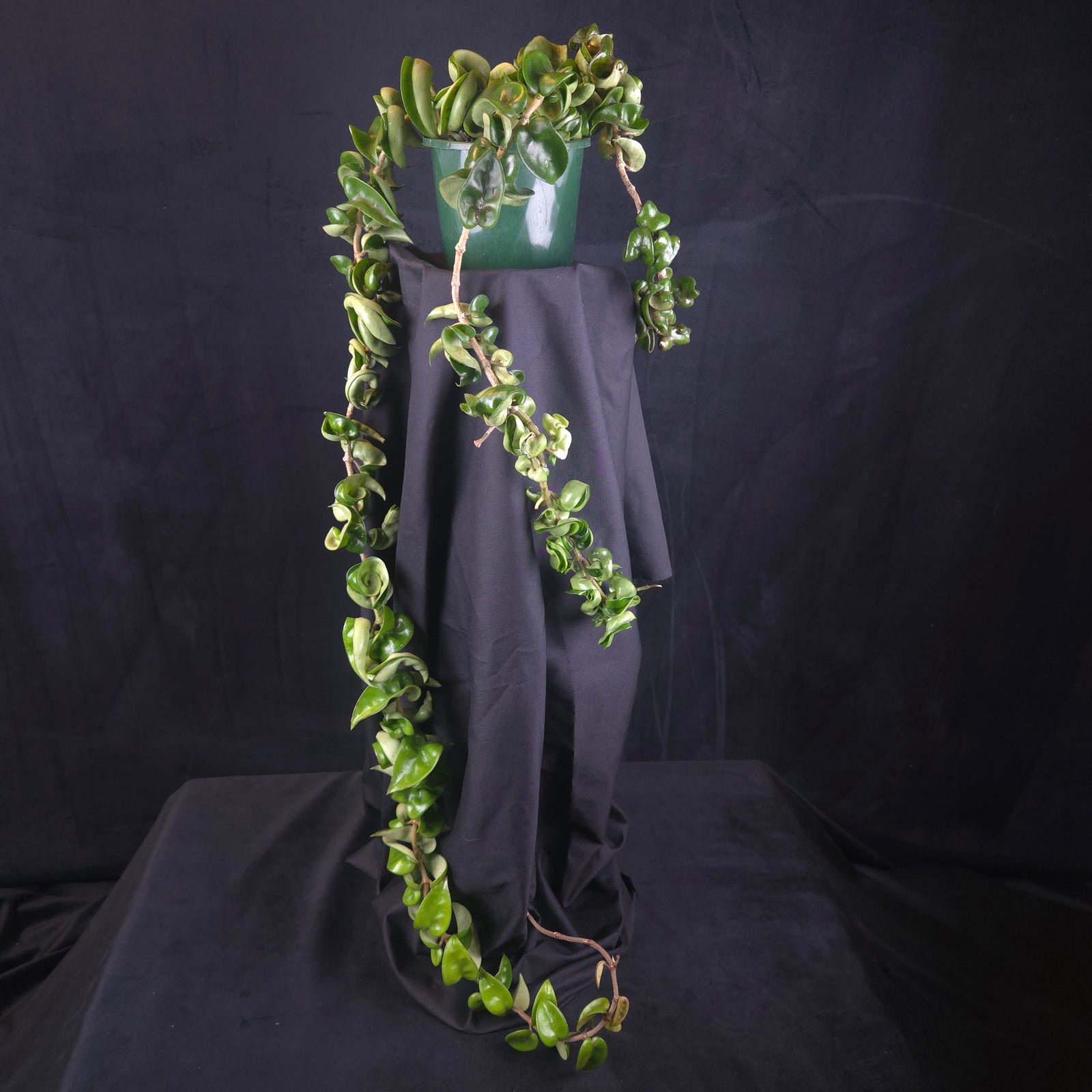 Hoya carnosa 'Indian Rope' – Specimen Plant