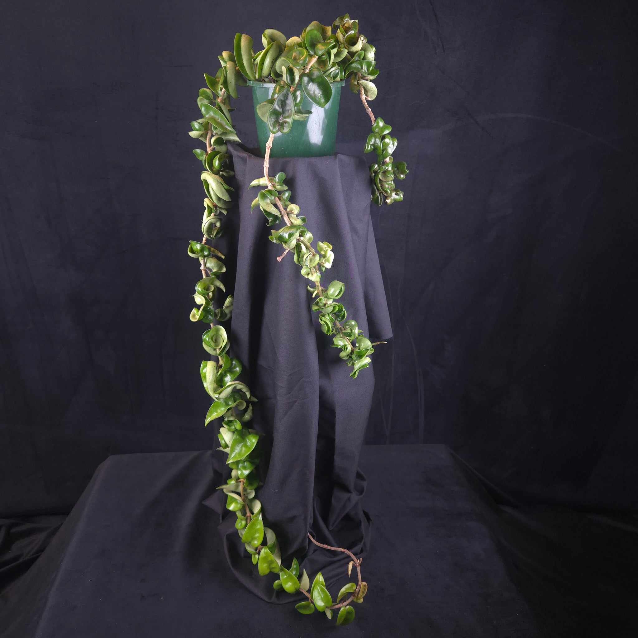 Hoya carnosa 'Indian Rope' – Specimen Plant