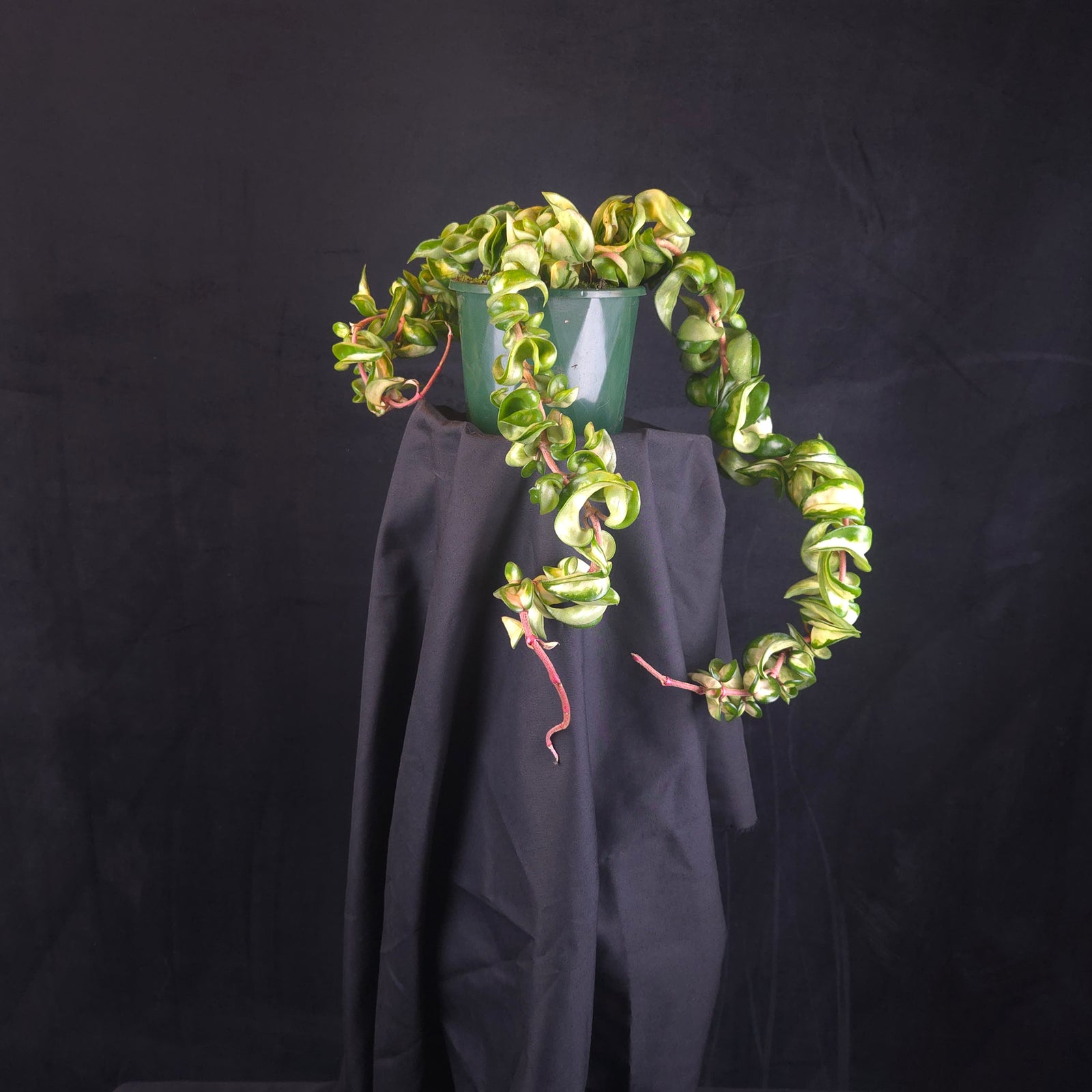 Hoya carnosa 'Indian Rope' – Inside Variegated Specimen Plant