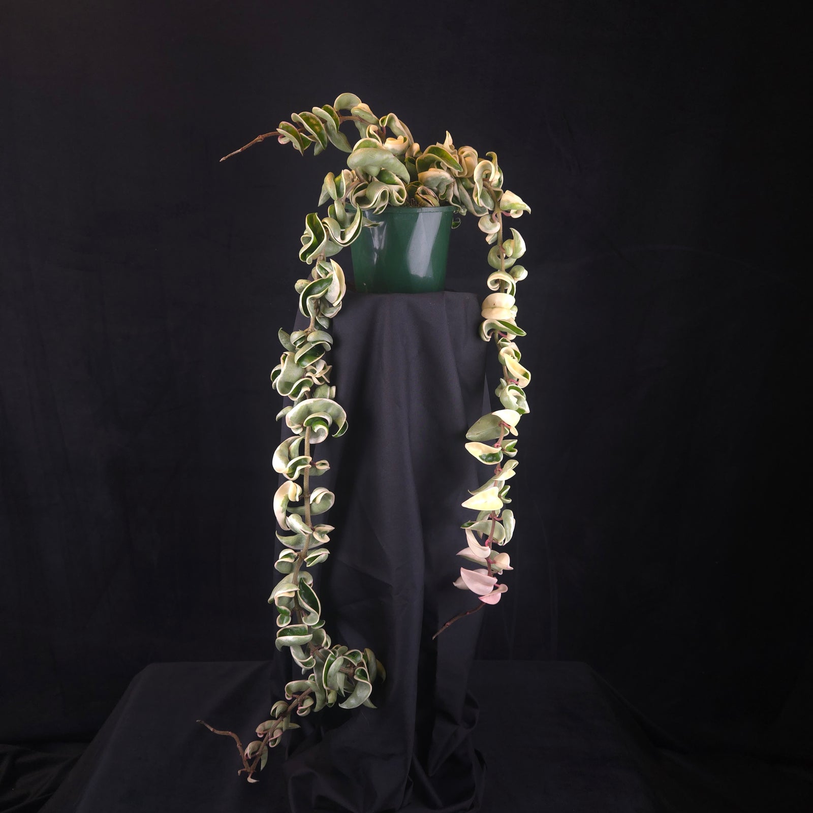 Hoya carnosa 'Indian Rope' – Outside Variegated Specimen Plant