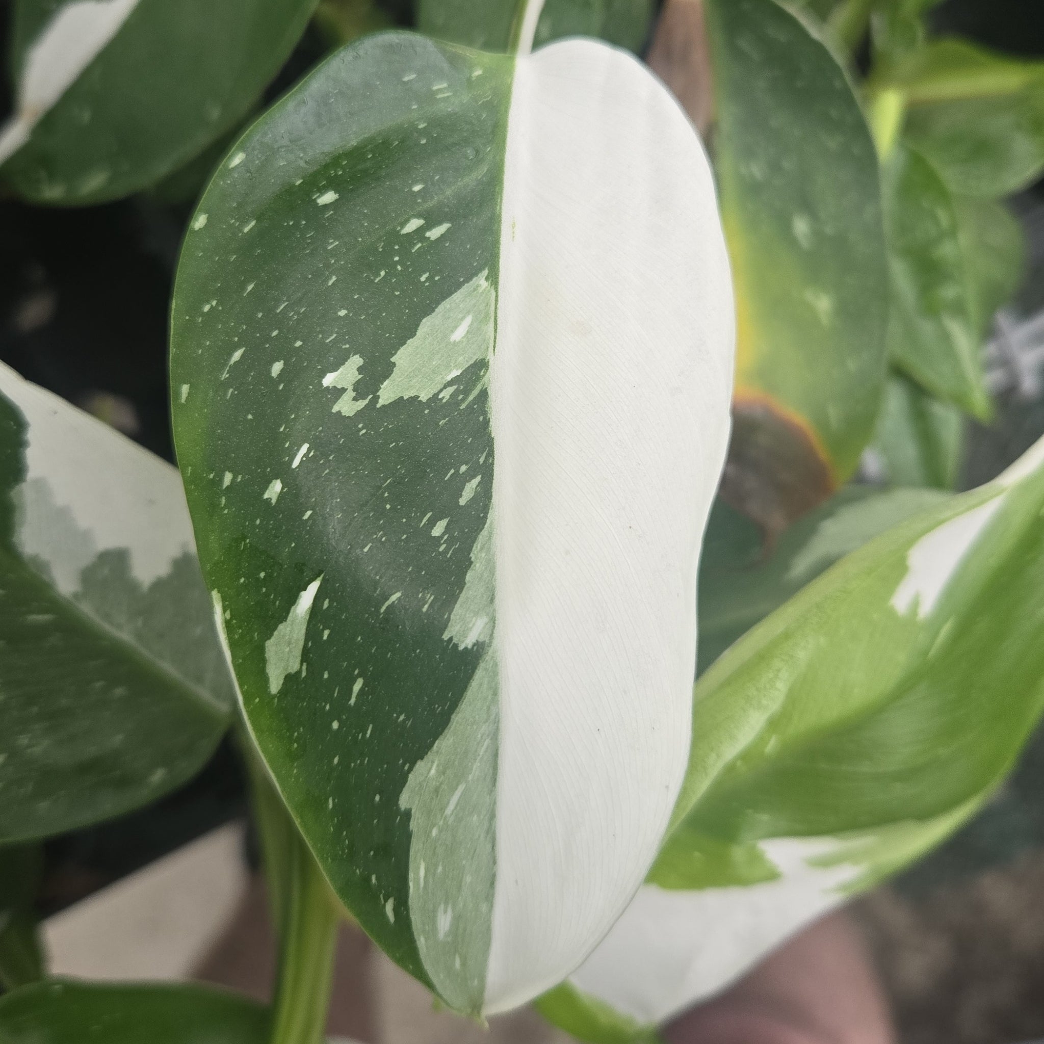 Philodendron erubescens 'White Princess'