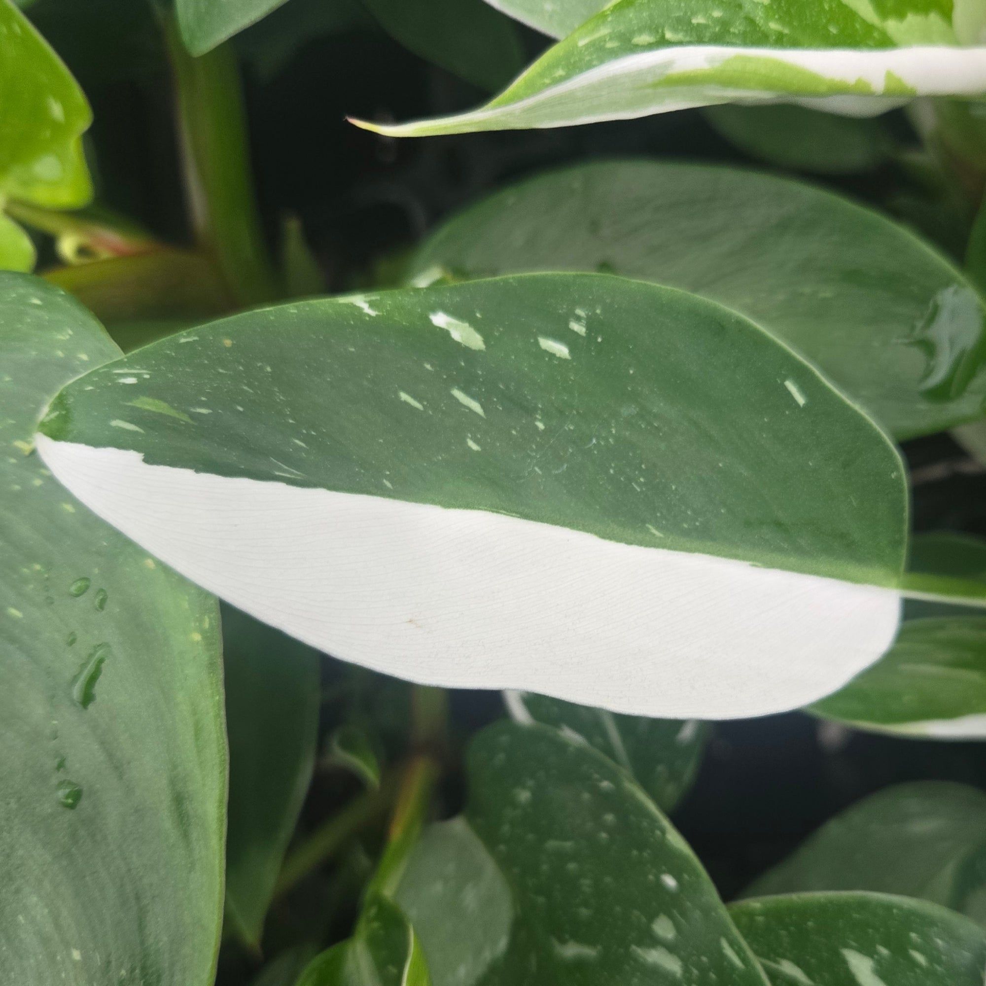 Philodendron erubescens 'White Princess'