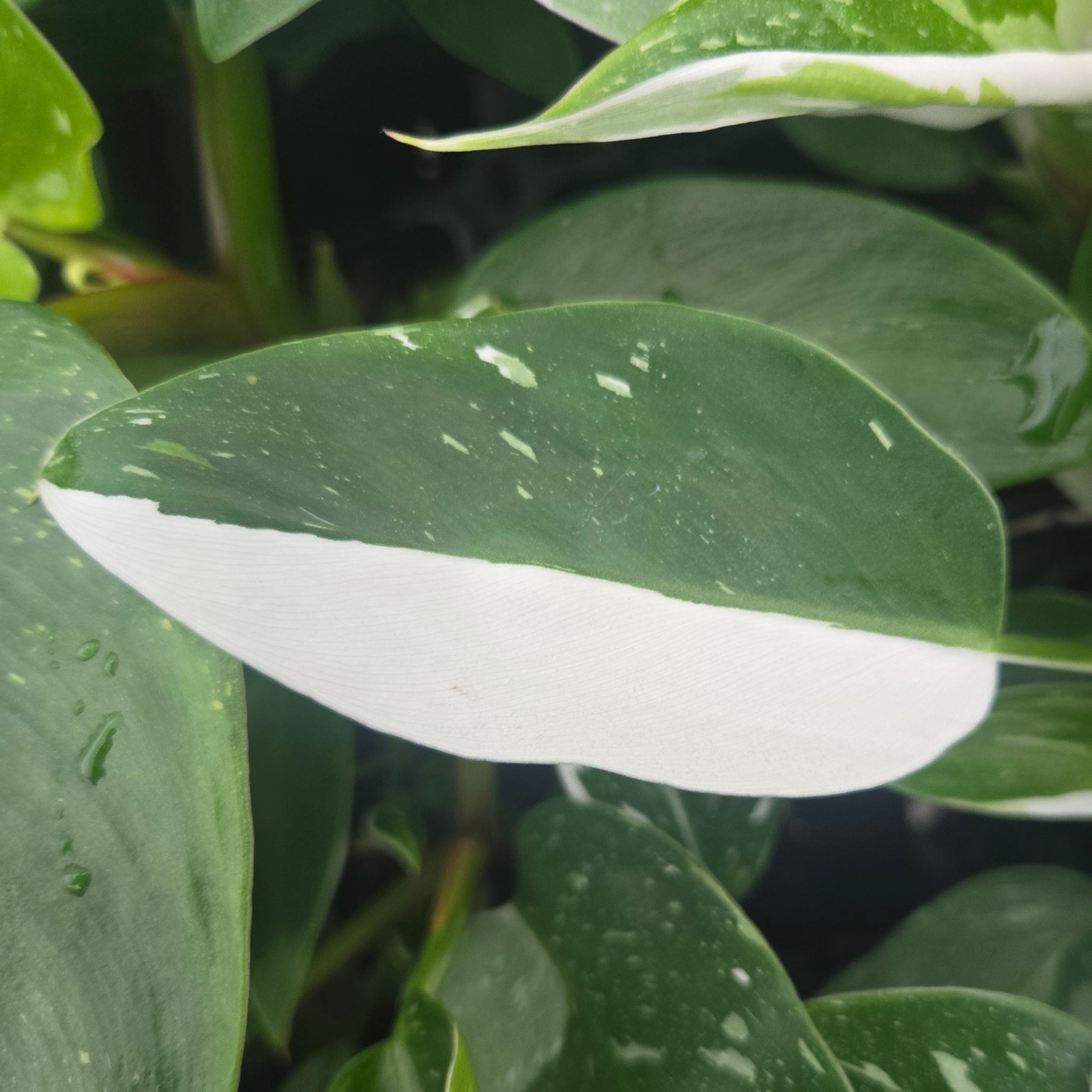Philodendron erubescens 'White Princess'