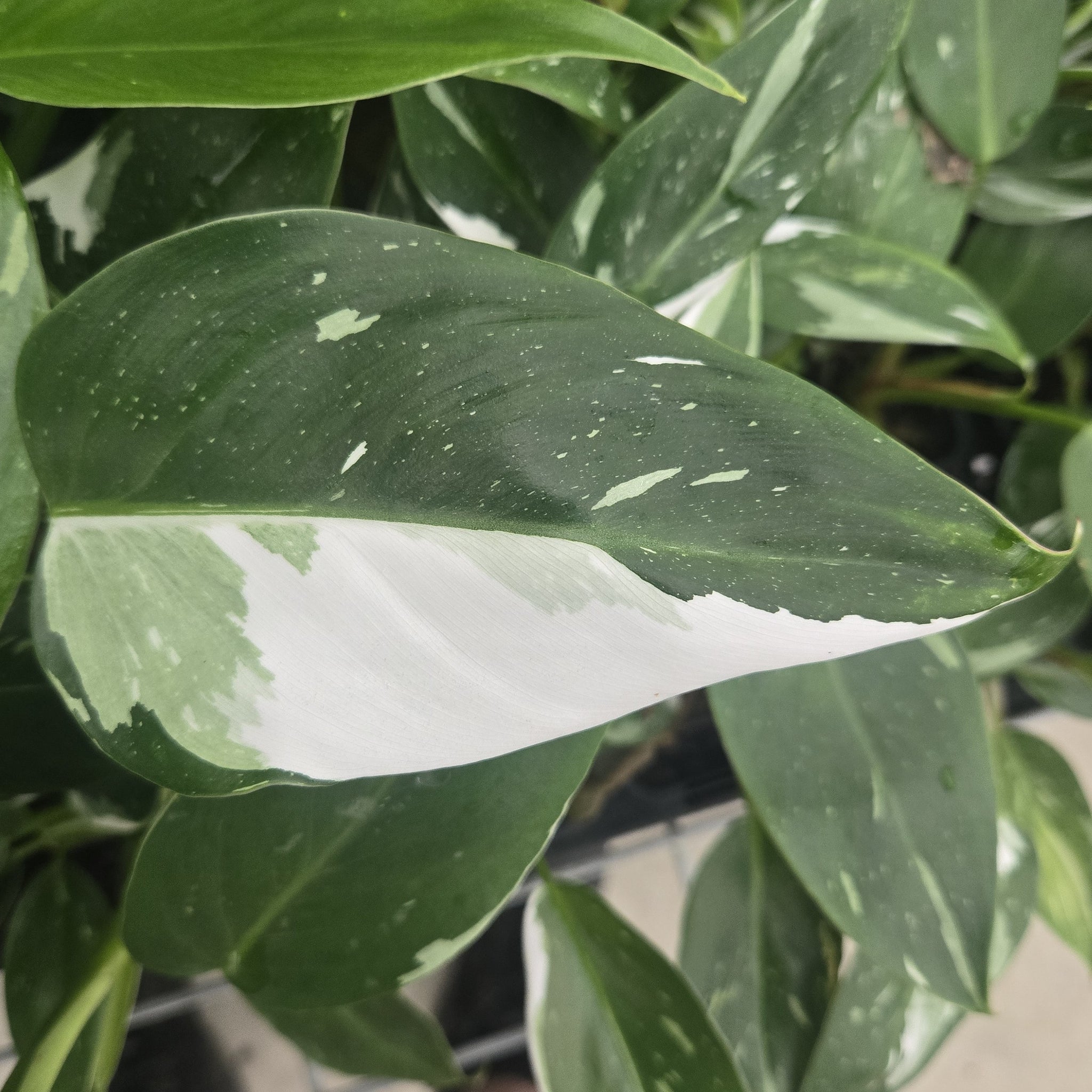 Philodendron erubescens 'White Princess'