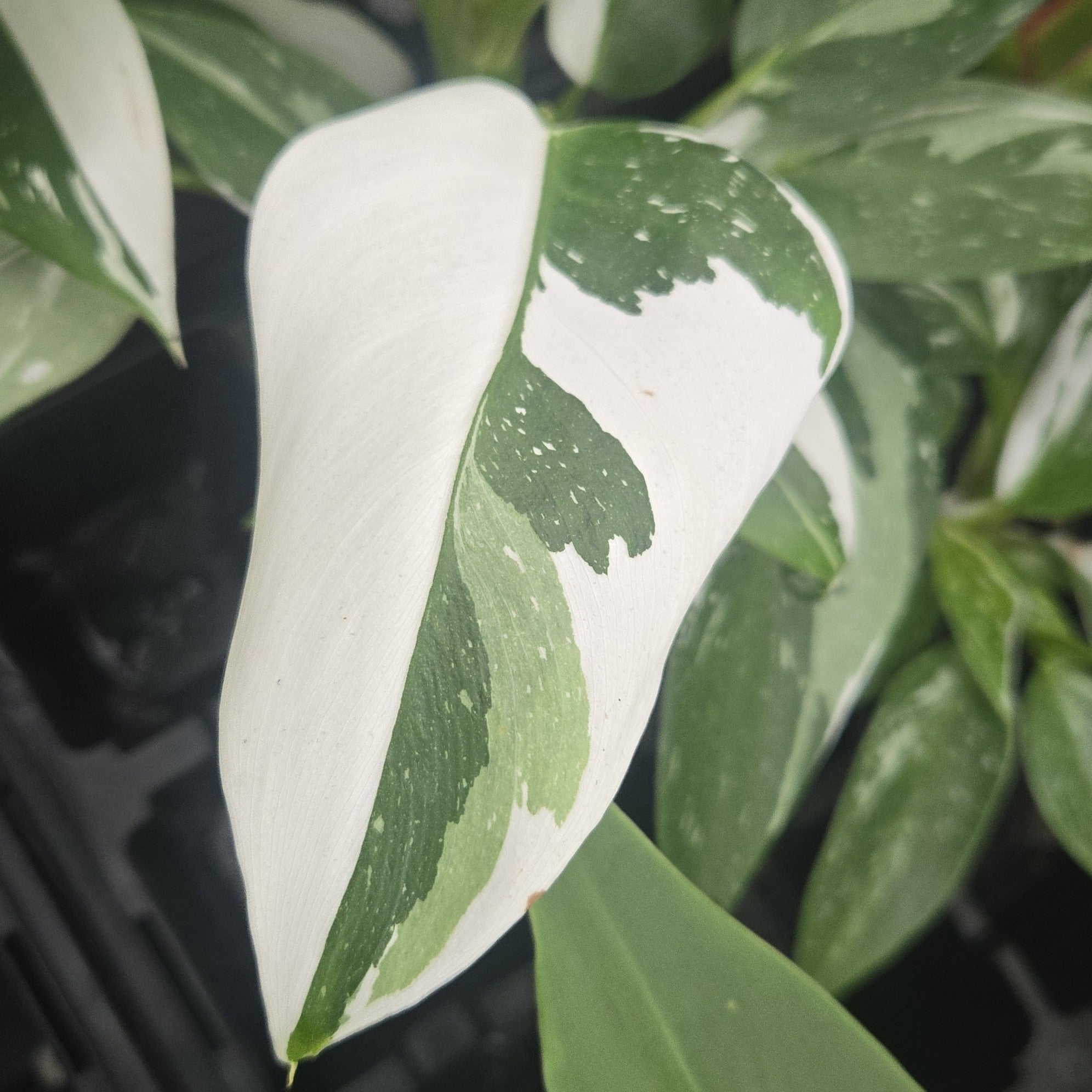 Philodendron erubescens 'White Princess'