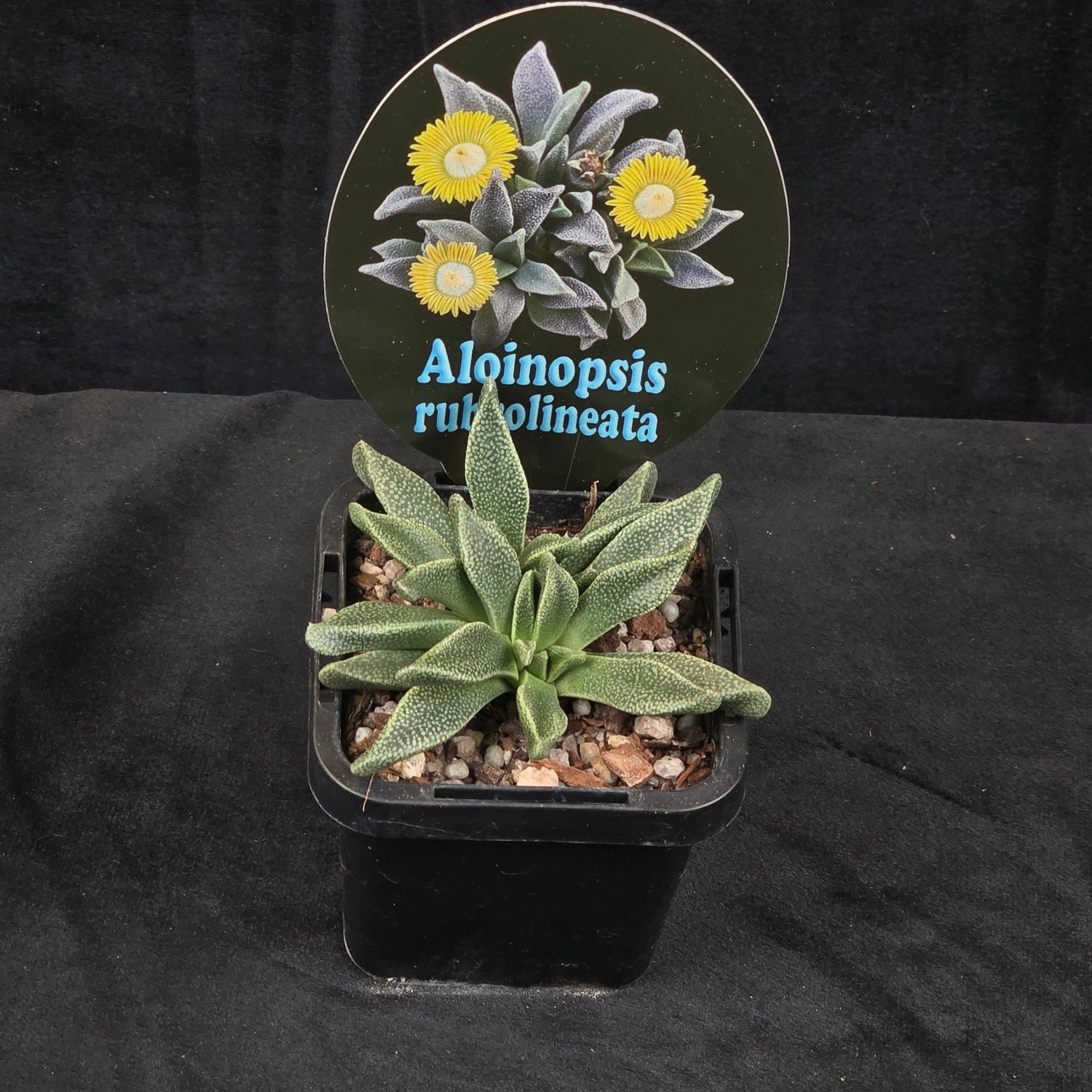 Aloinopsis rubrolineata