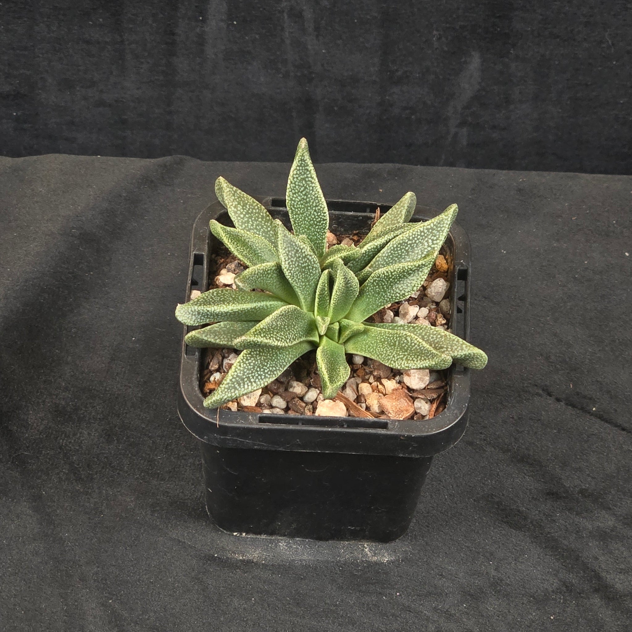 Aloinopsis rubrolineata