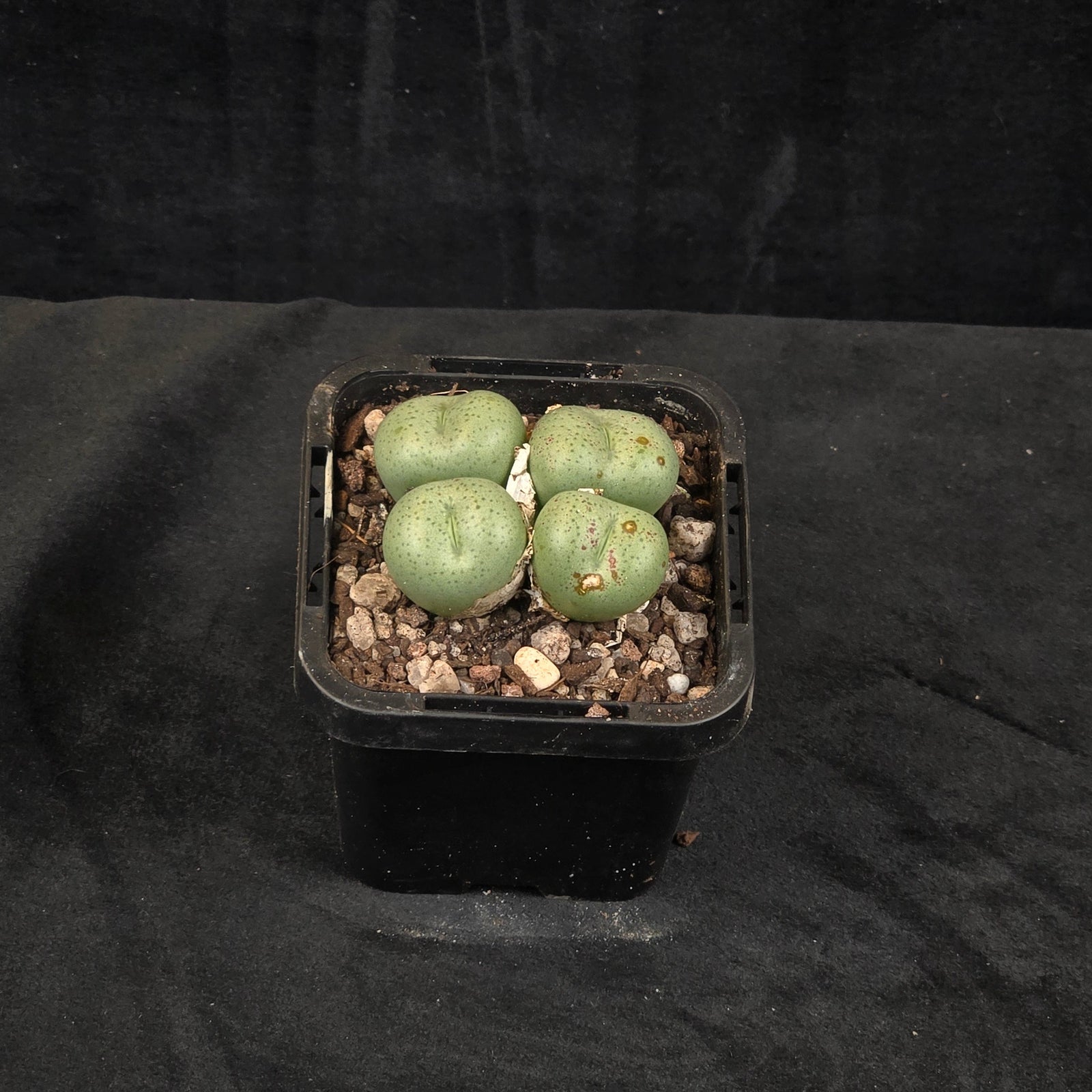 Conophytum truncatum