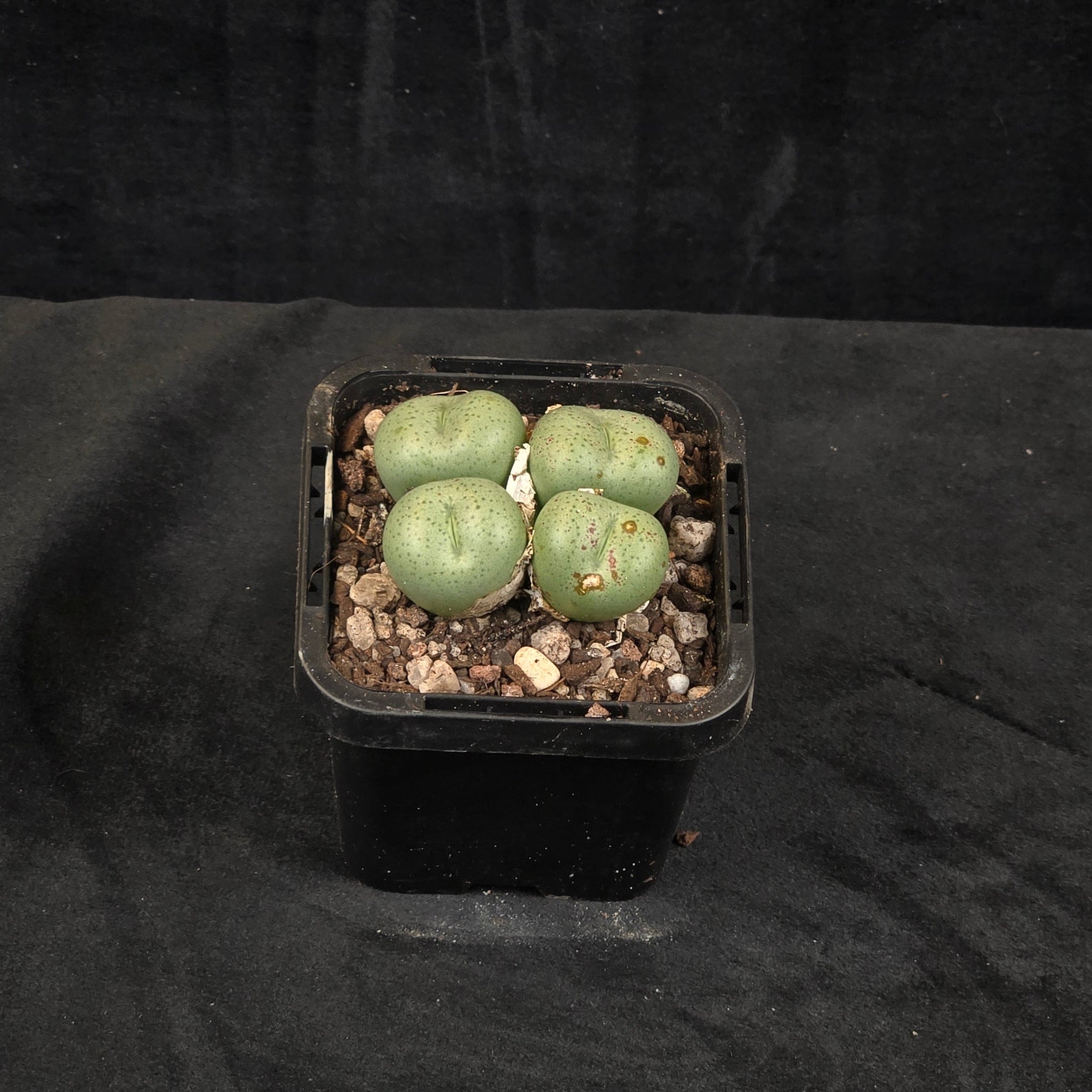 Conophytum truncatum