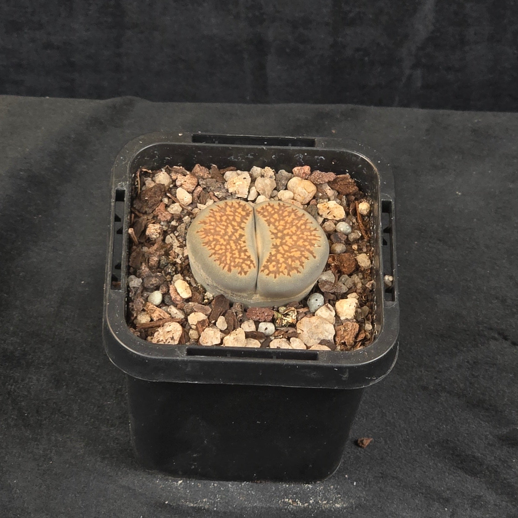 Lithops Living Stone Plants