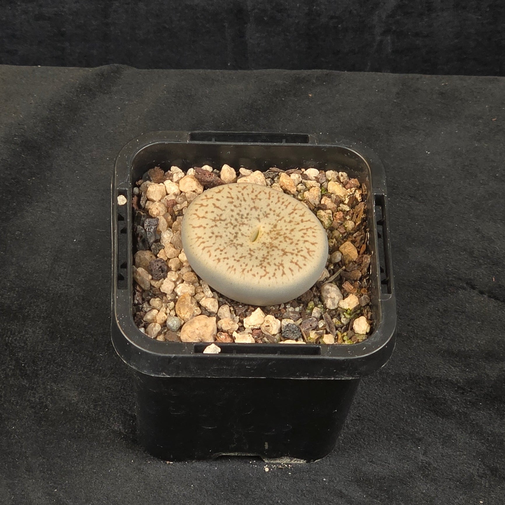 Lithops Living Stone Plants