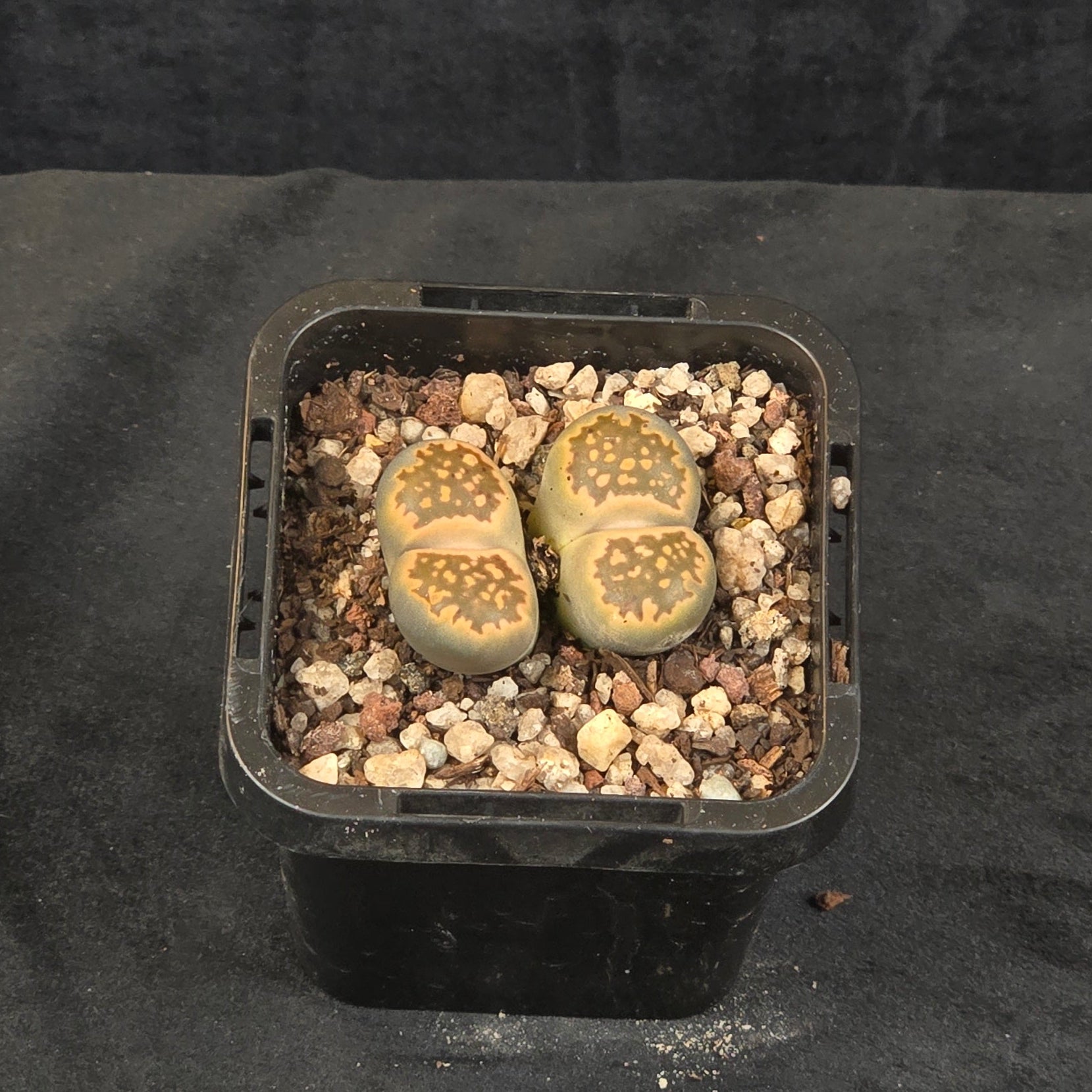Lithops Living Stone Plants