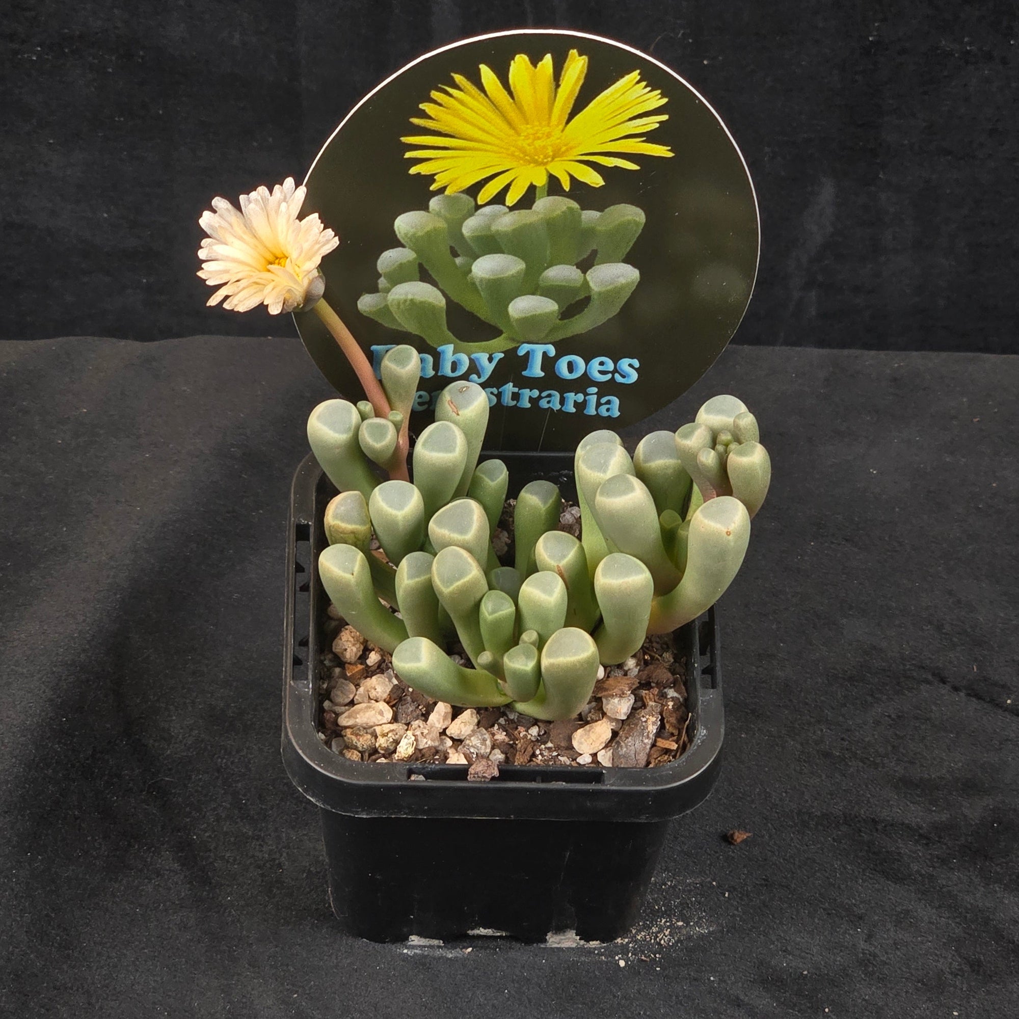 Fenestraria rhopalophylla subs. aurantiaca 'Baby Toes'