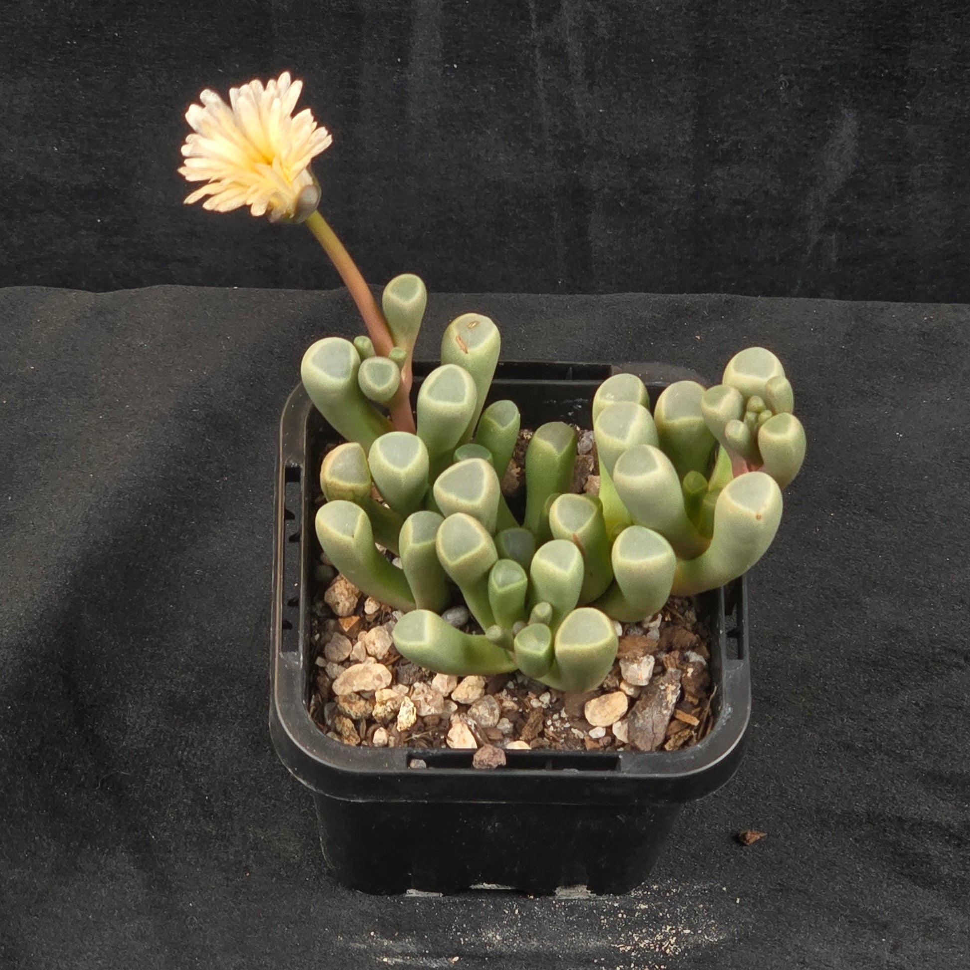 Fenestraria rhopalophylla subs. aurantiaca 'Baby Toes'
