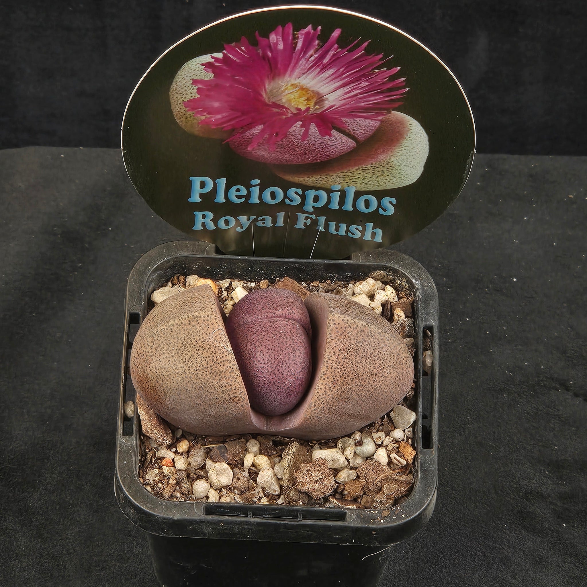 Pleiospilos nelii 'Royal Flush' - Living Stone