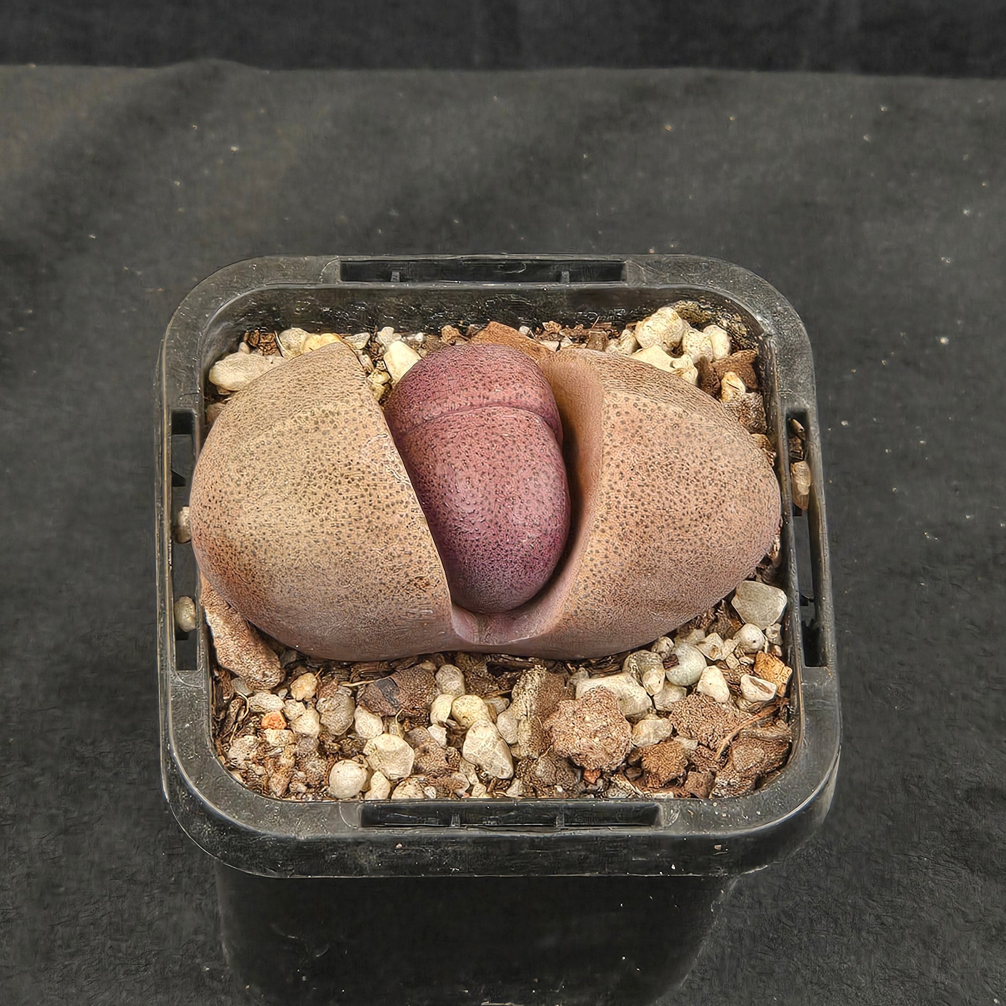Pleiospilos nelii 'Royal Flush' - Living Stone