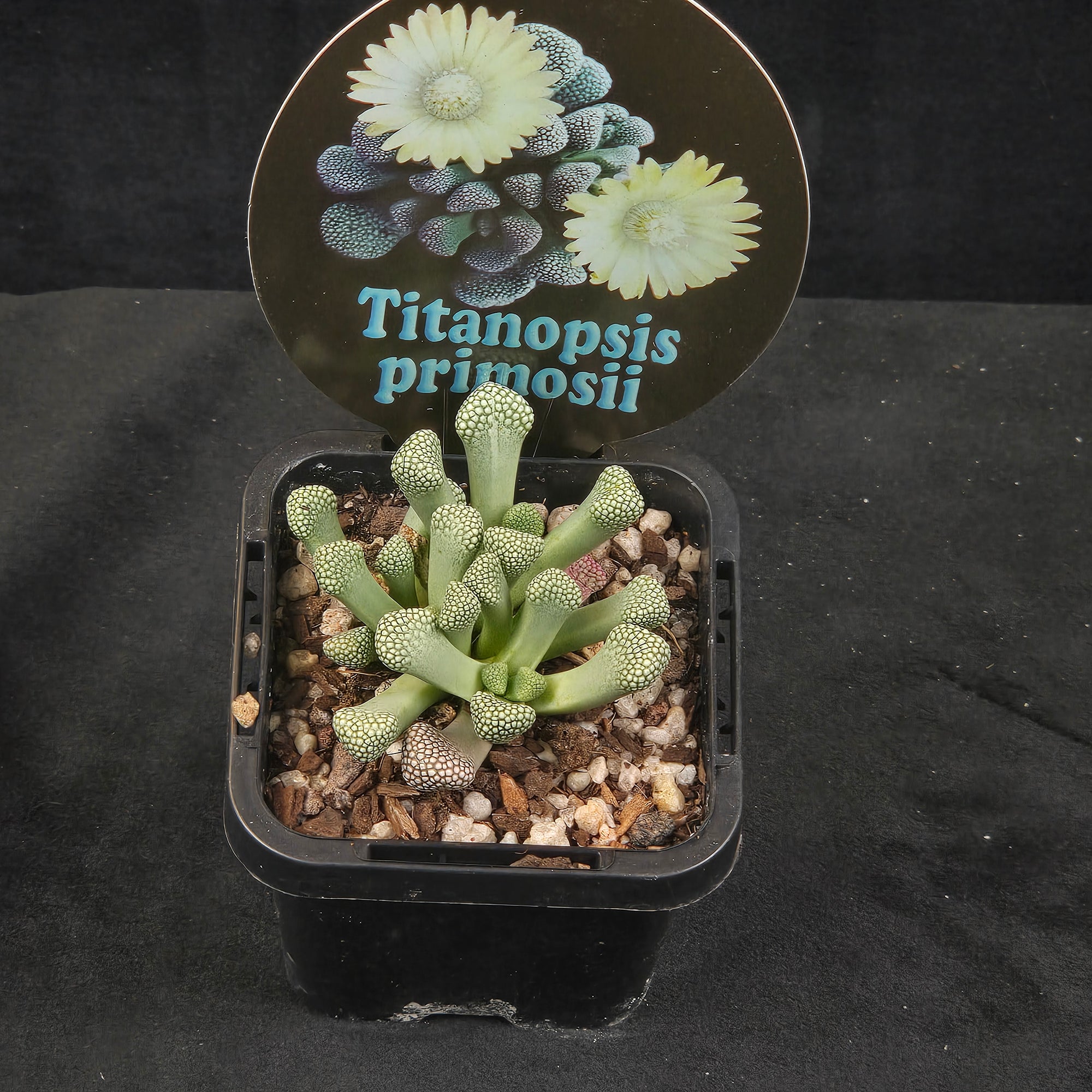 Titanopsis primosii (syn. schwantesii)