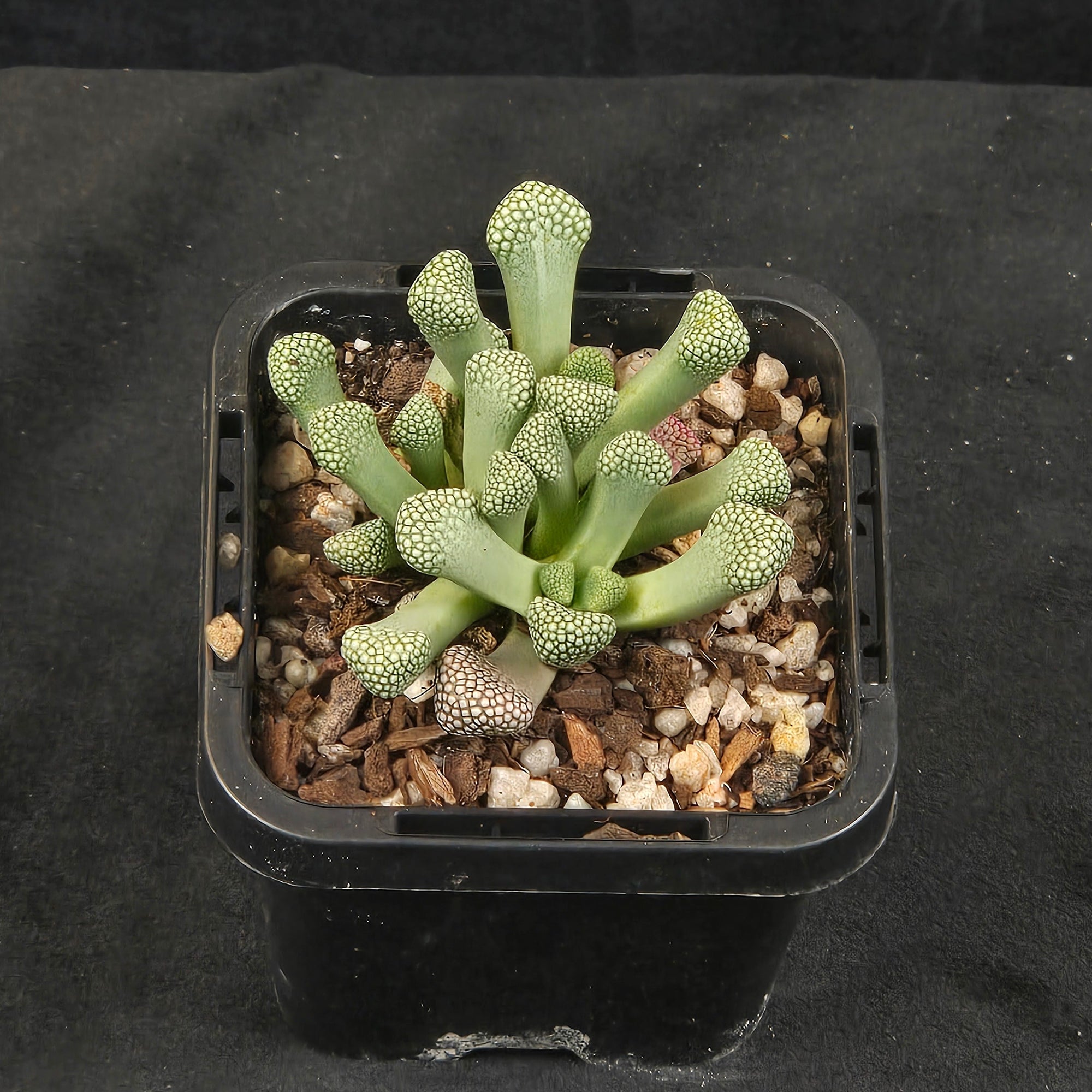 Titanopsis primosii (syn. schwantesii)