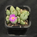 Conophytum taylorianum – Rare Dwarf Mesemb
