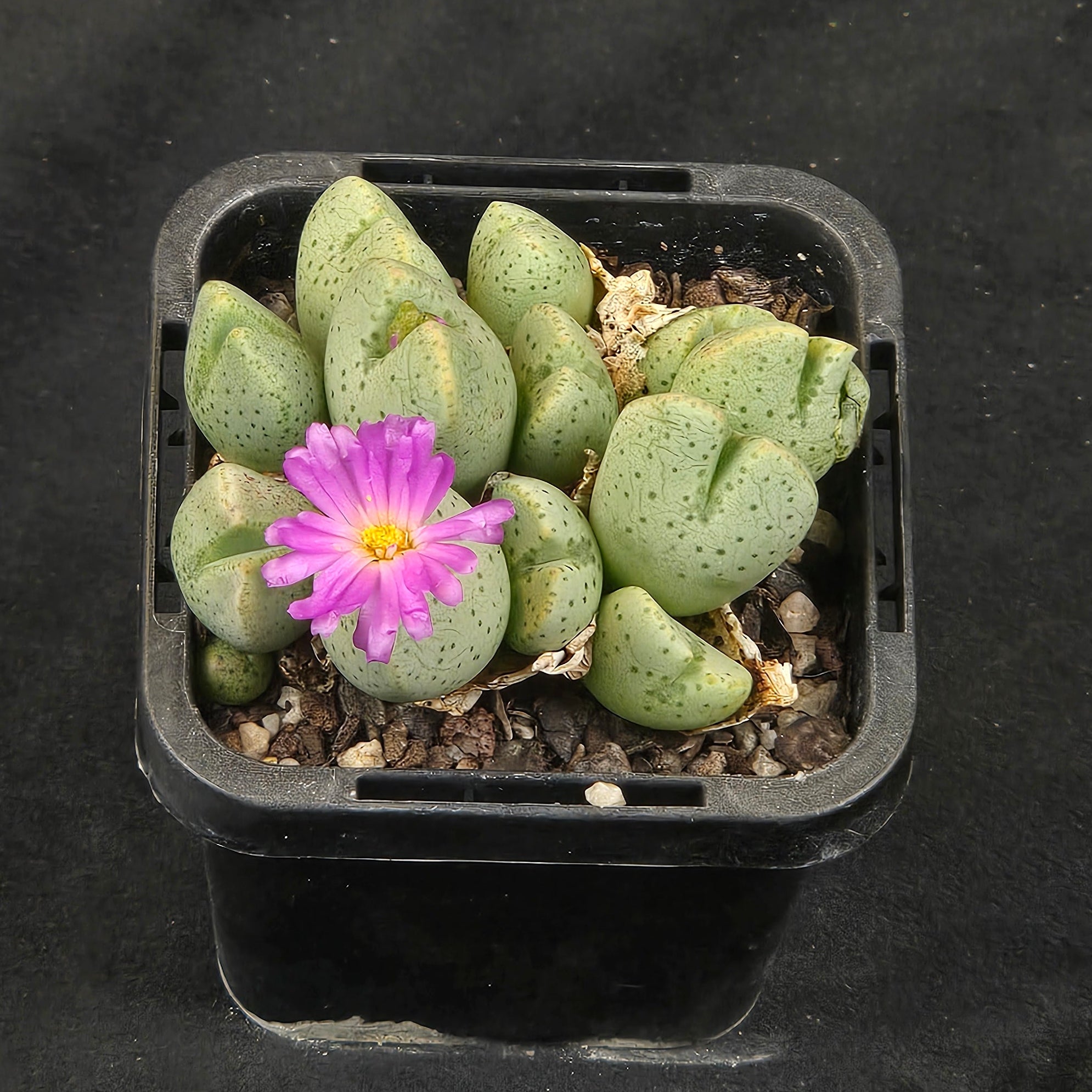 Conophytum taylorianum – Rare Dwarf Mesemb