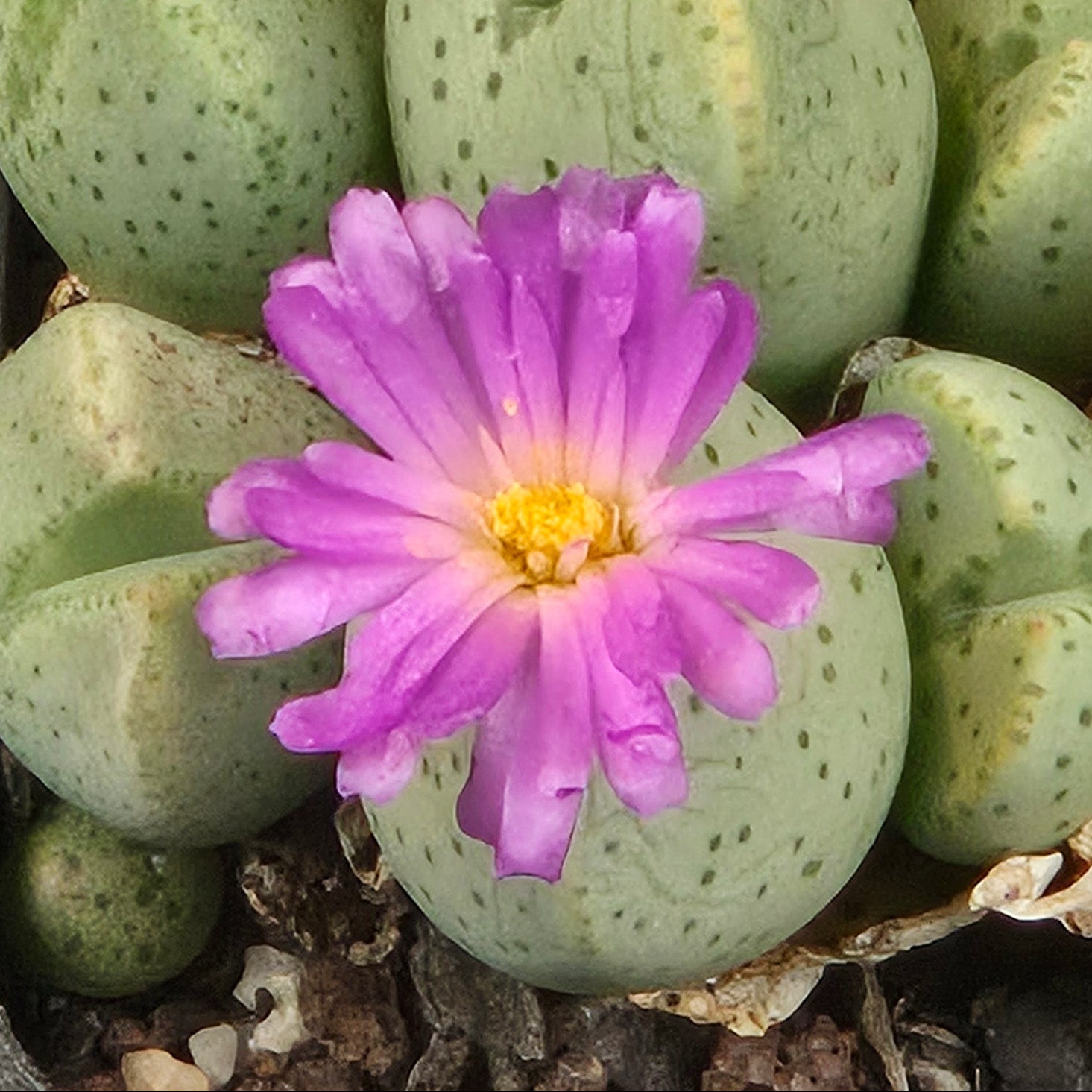 Conophytum taylorianum – Rare Dwarf Mesemb