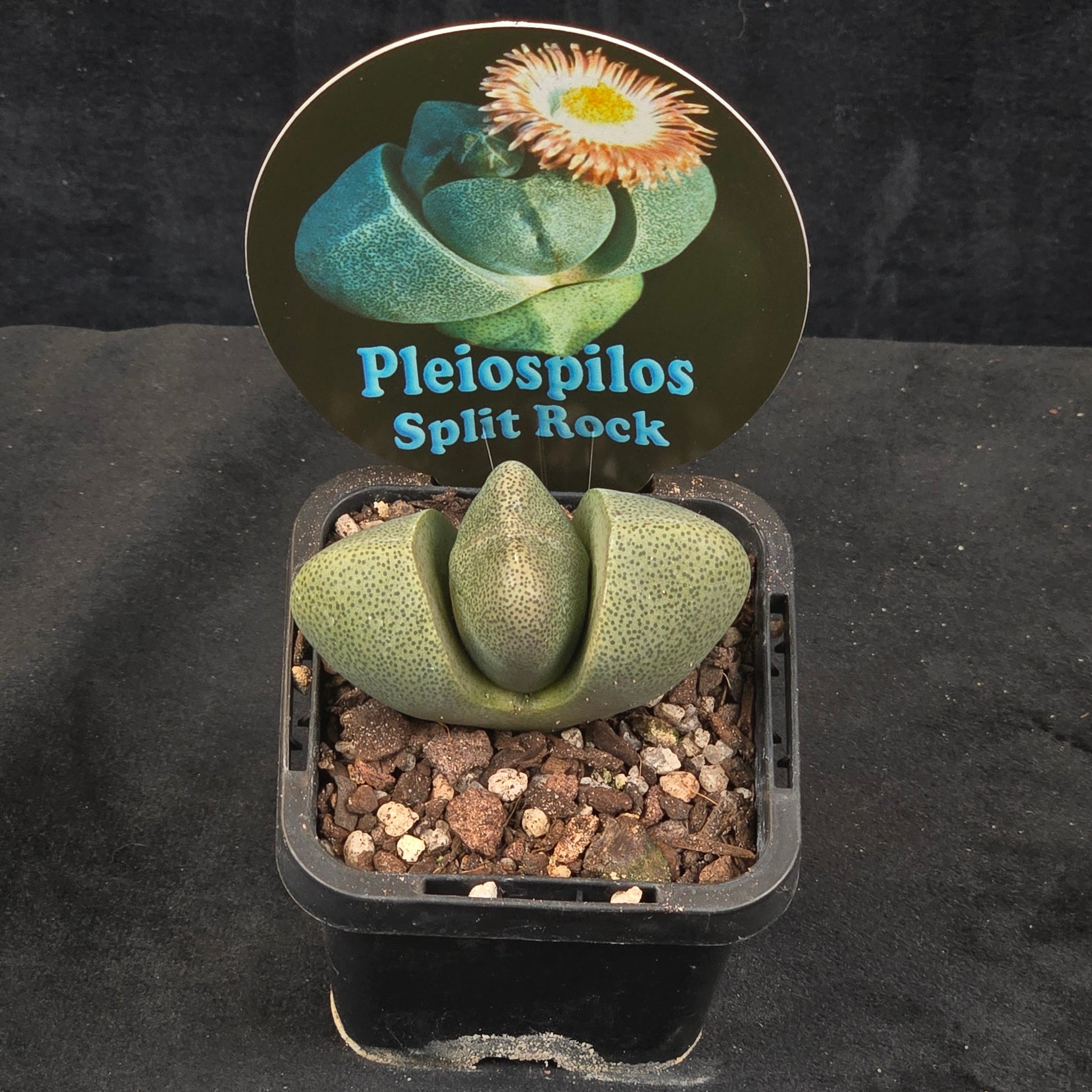 split rock succulent for sale Pleiospilos nelii – Living Stone – Collectors Online