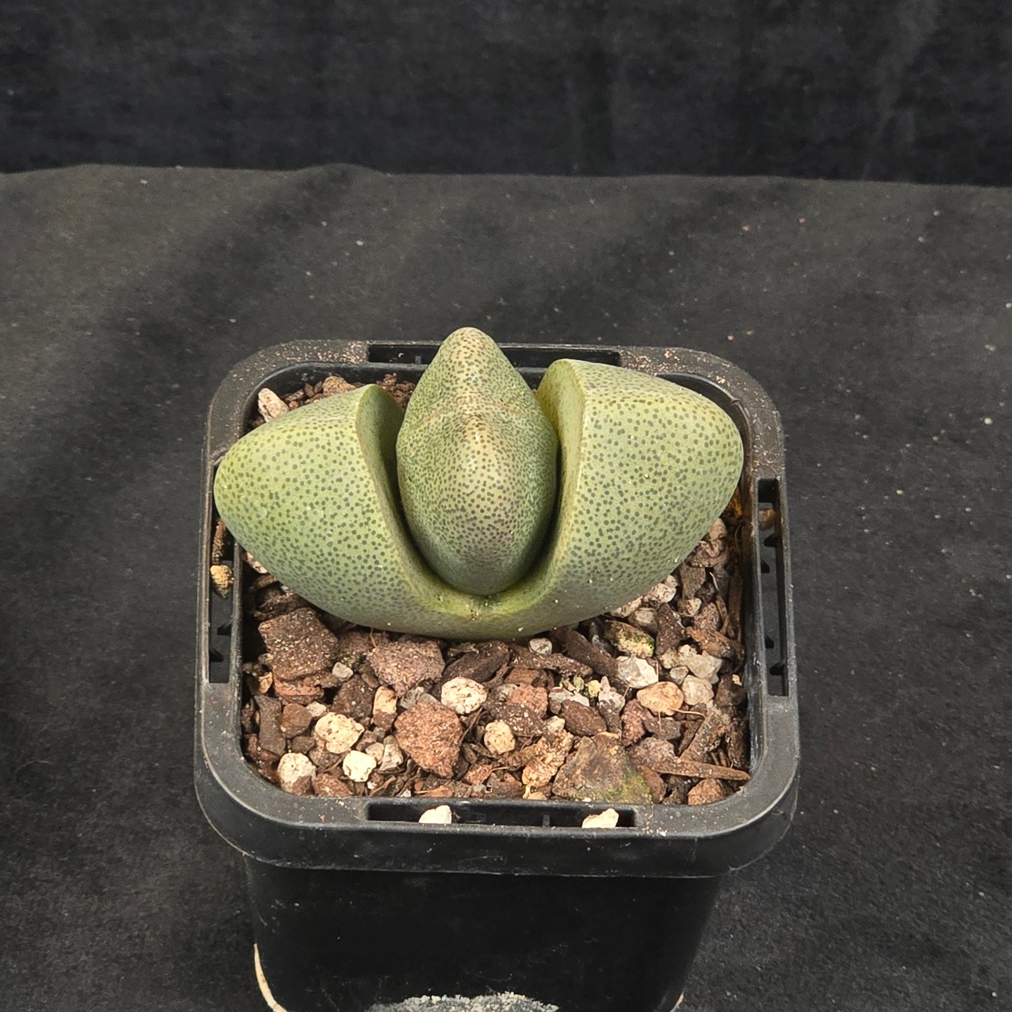 Pleiospilos nelii – Living Stone