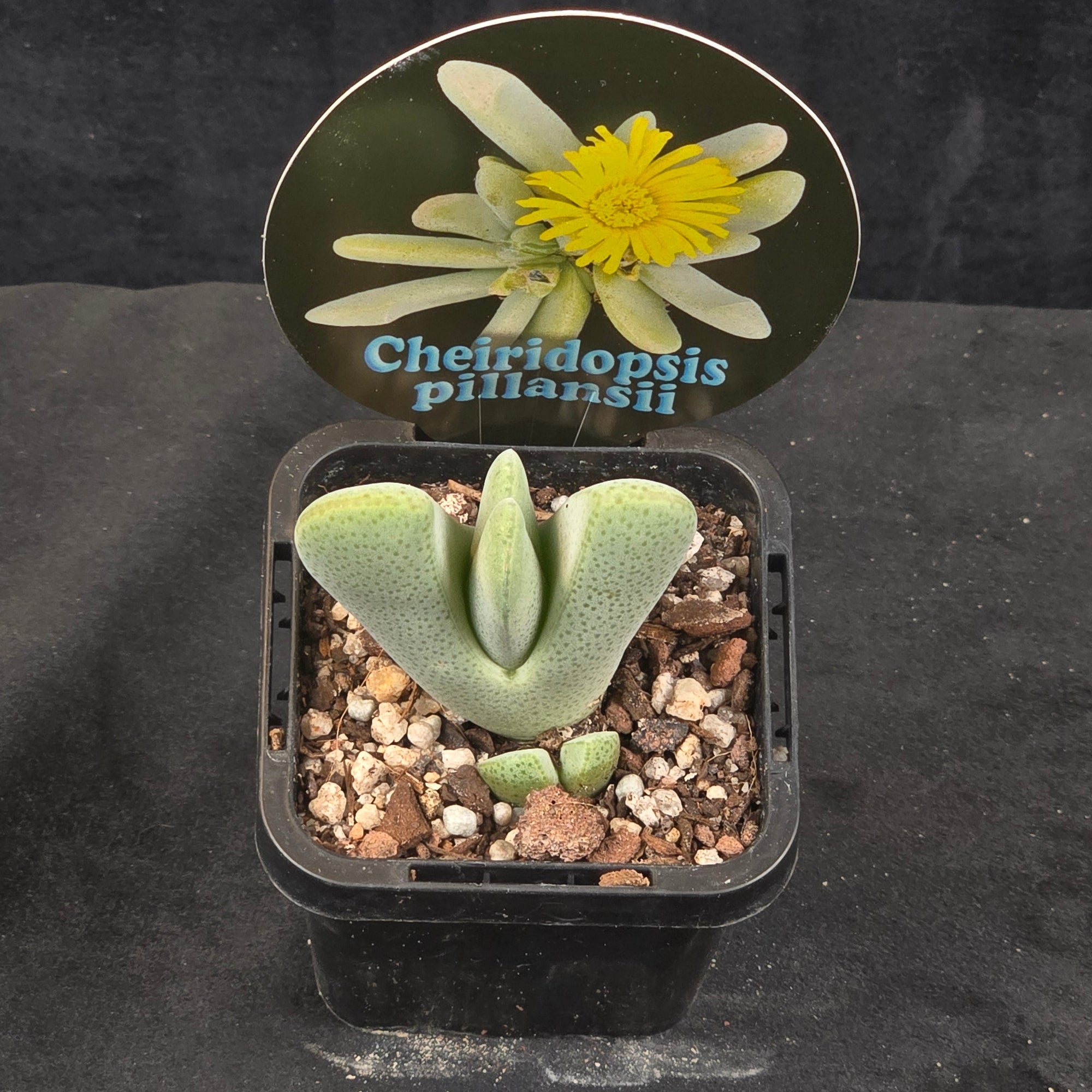 Cheiridopsis pillansii - Hoof Mesemb