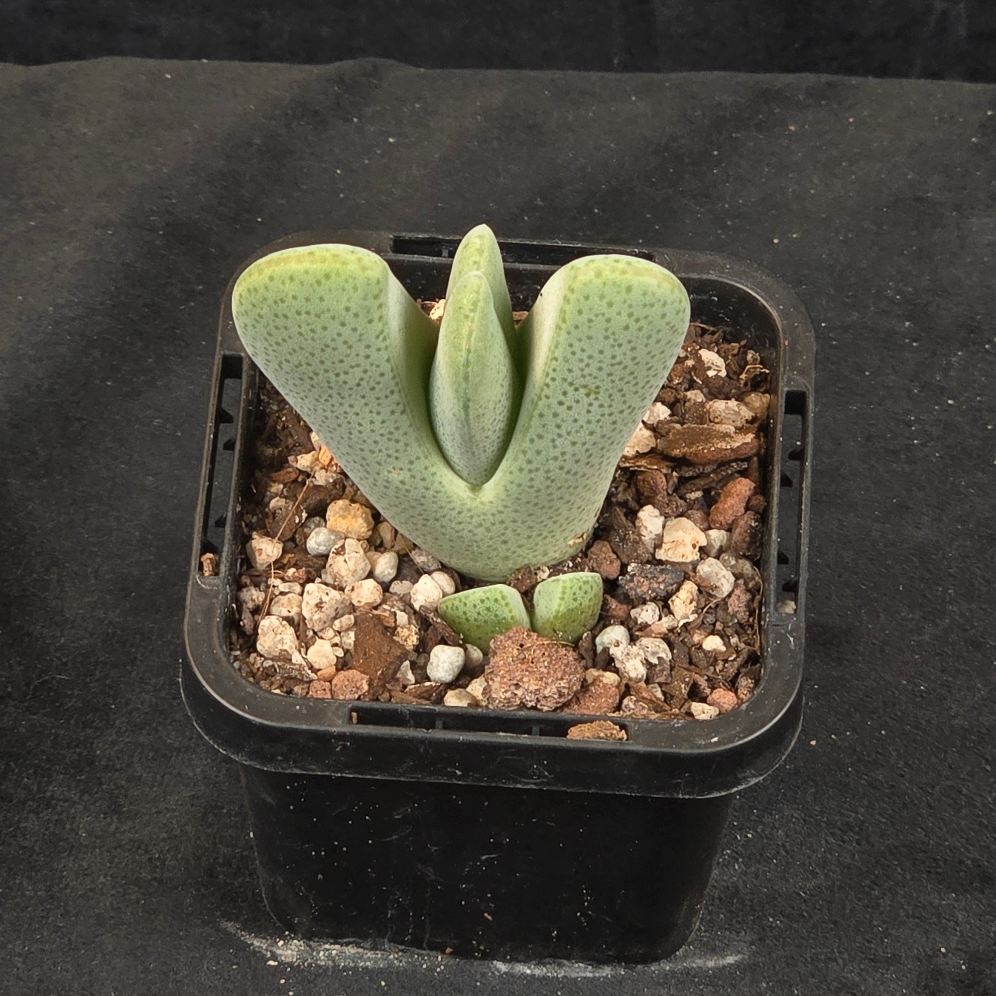 Cheiridopsis pillansii - Hoof Mesemb