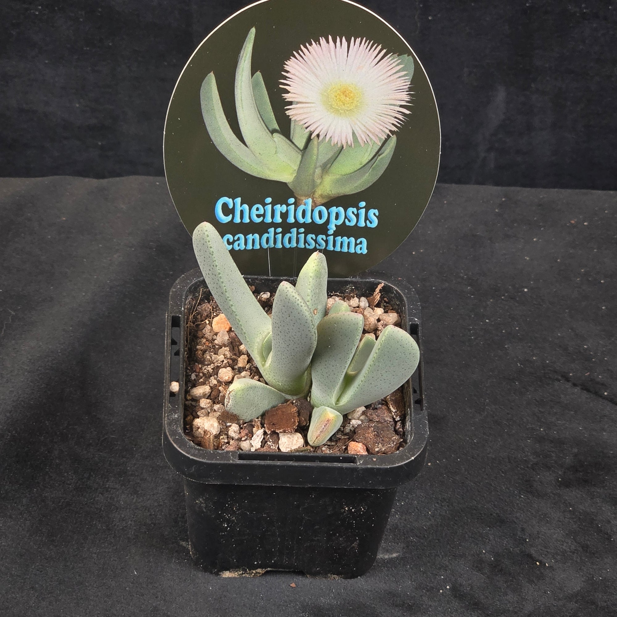 Cheiridopsis candidissima