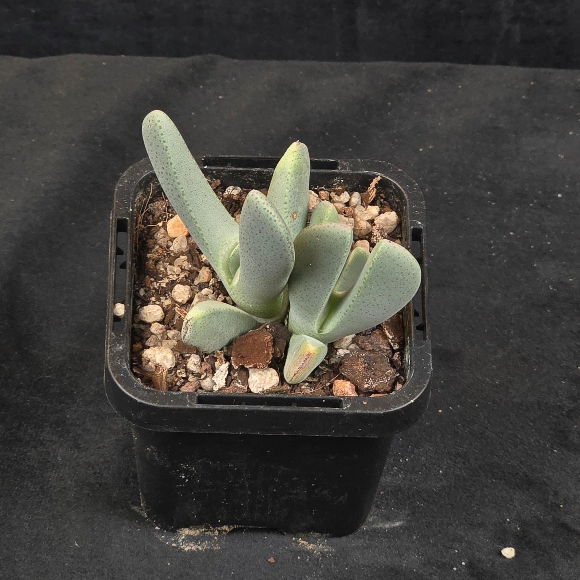 Cheiridopsis candidissima