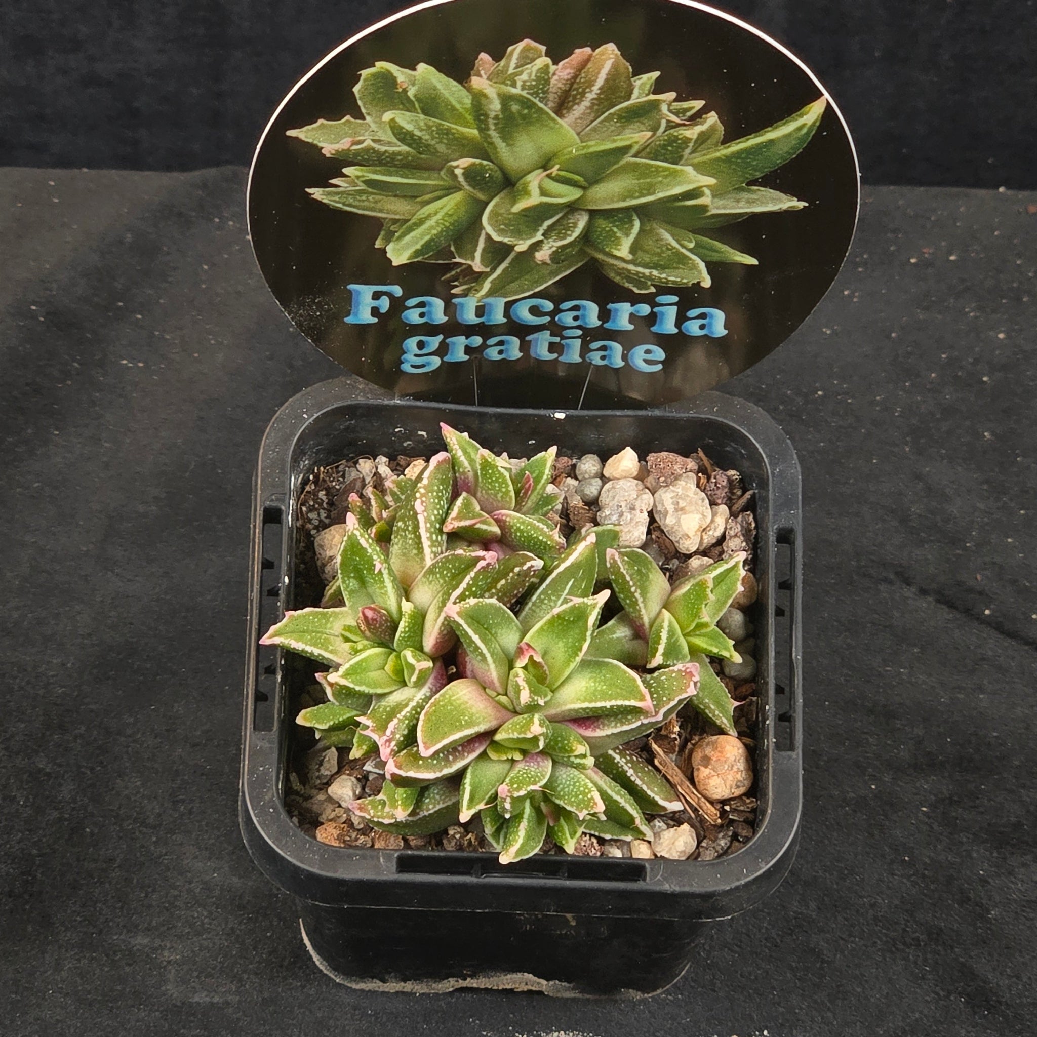 Faucaria gratiae
