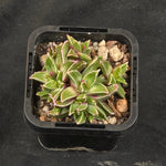 Faucaria gratiae