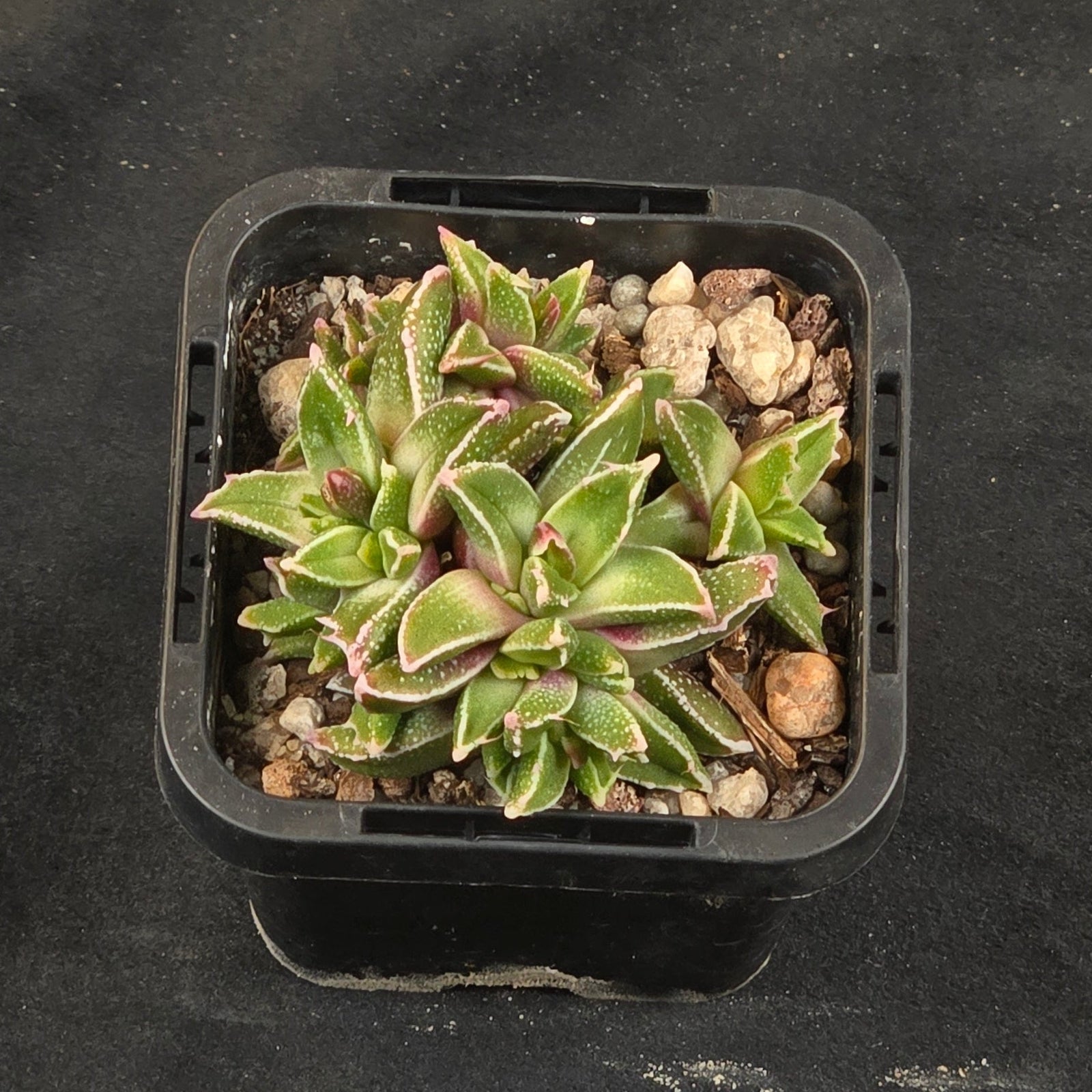 Faucaria gratiae