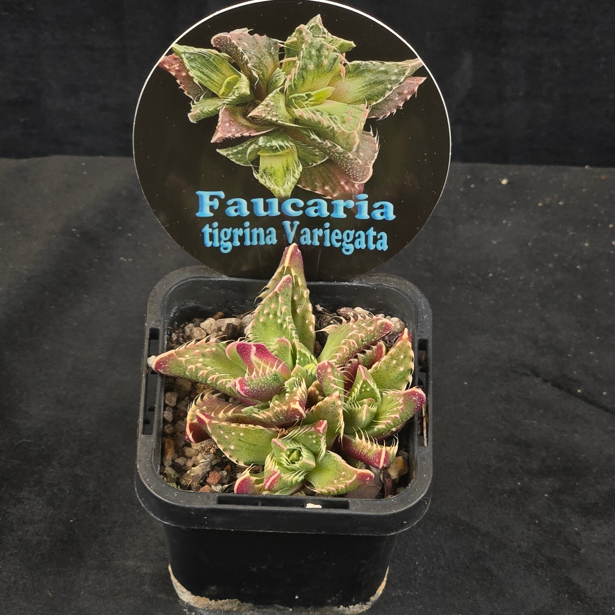 Faucaria tigrina Variegata
