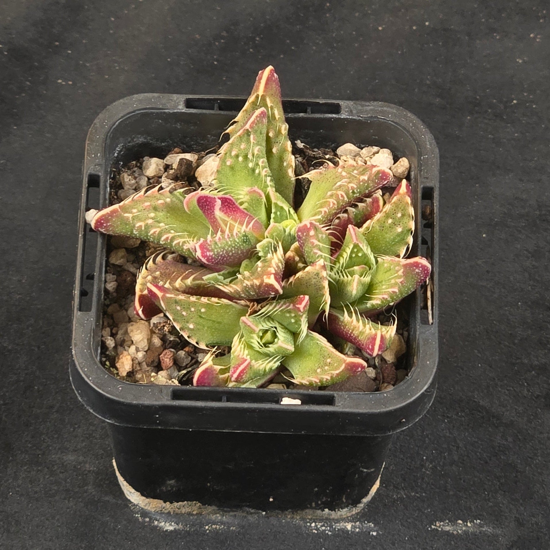 Faucaria tigrina Variegata