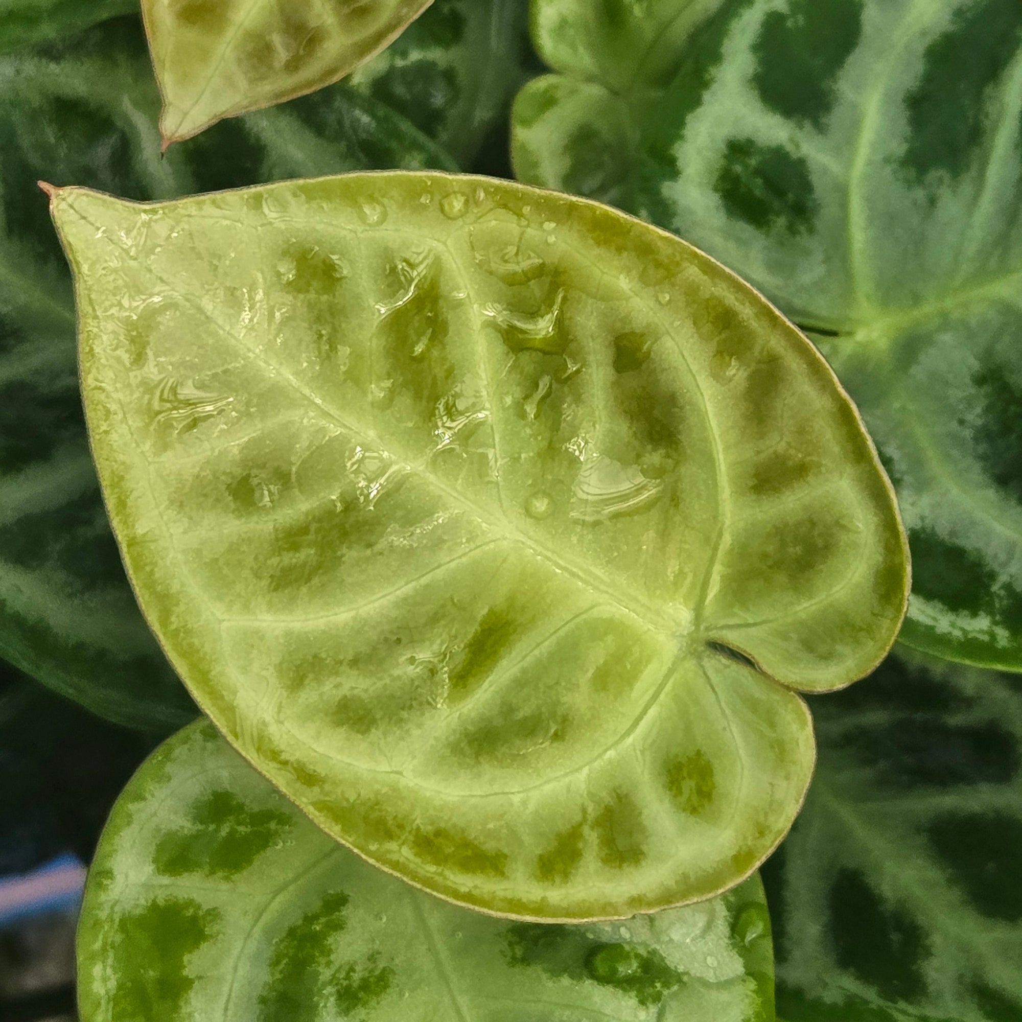 Anthurium crystallinum 'Dorayaki'