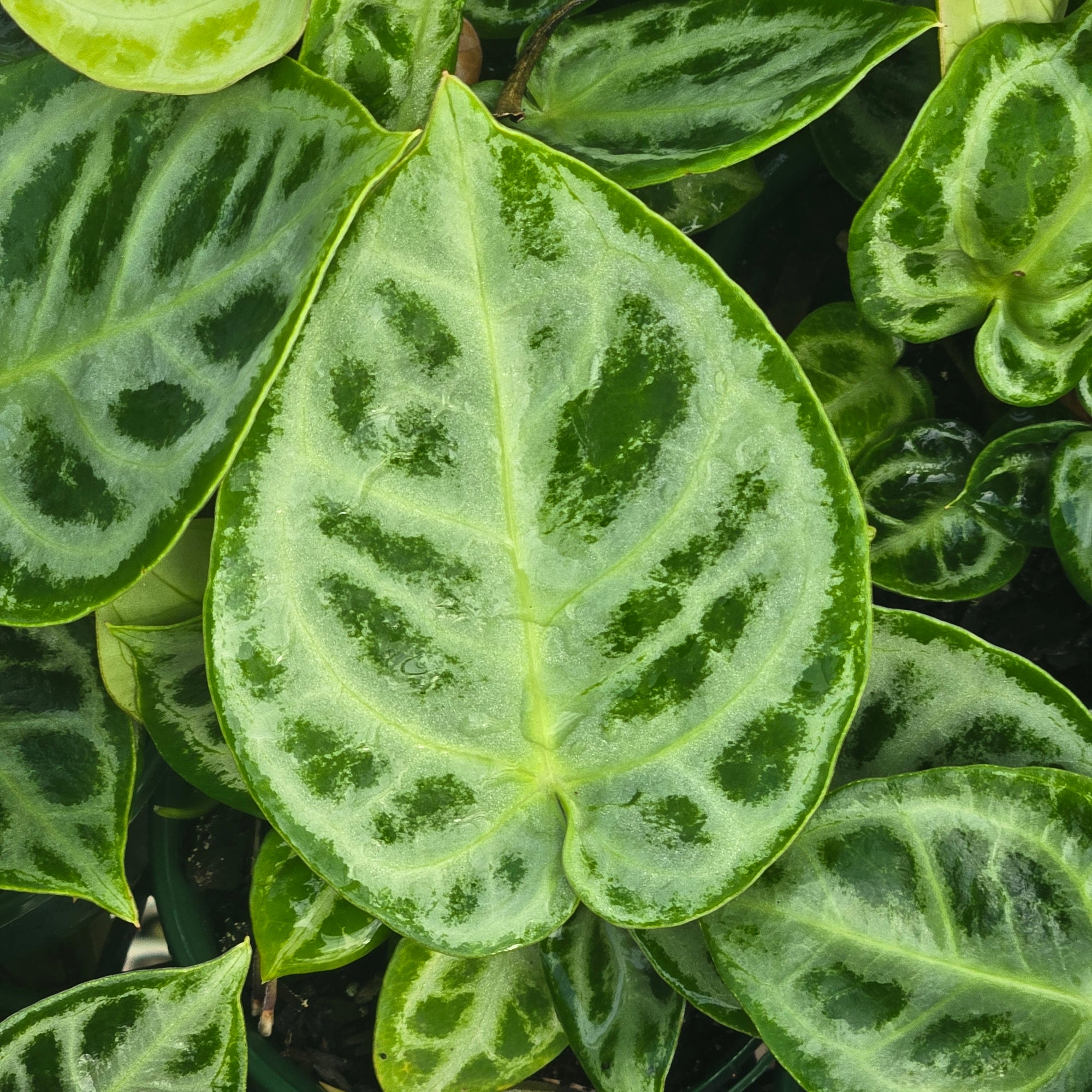 Anthurium crystallinum 'Dorayaki'