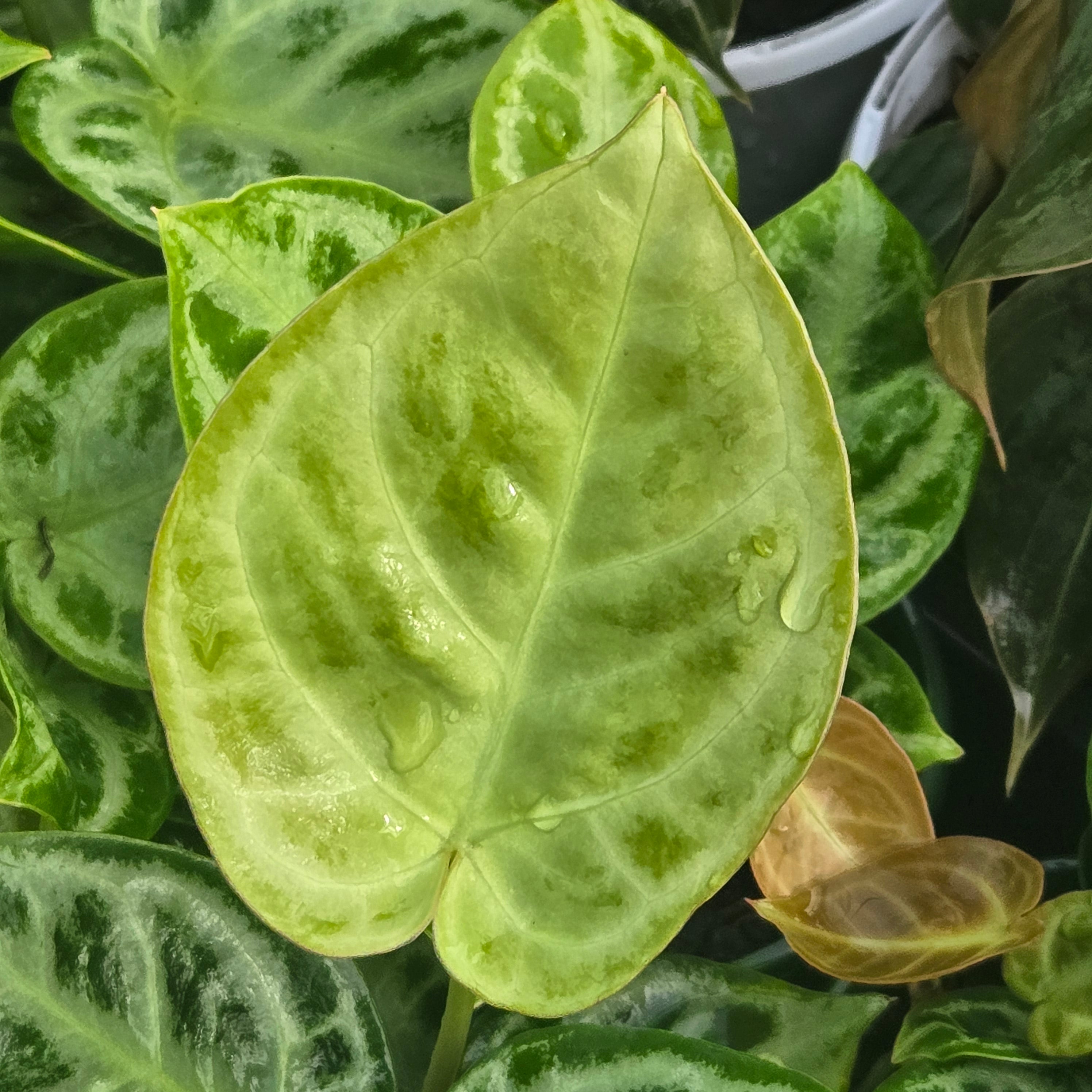 Anthurium crystallinum 'Dorayaki' – Collectors Online