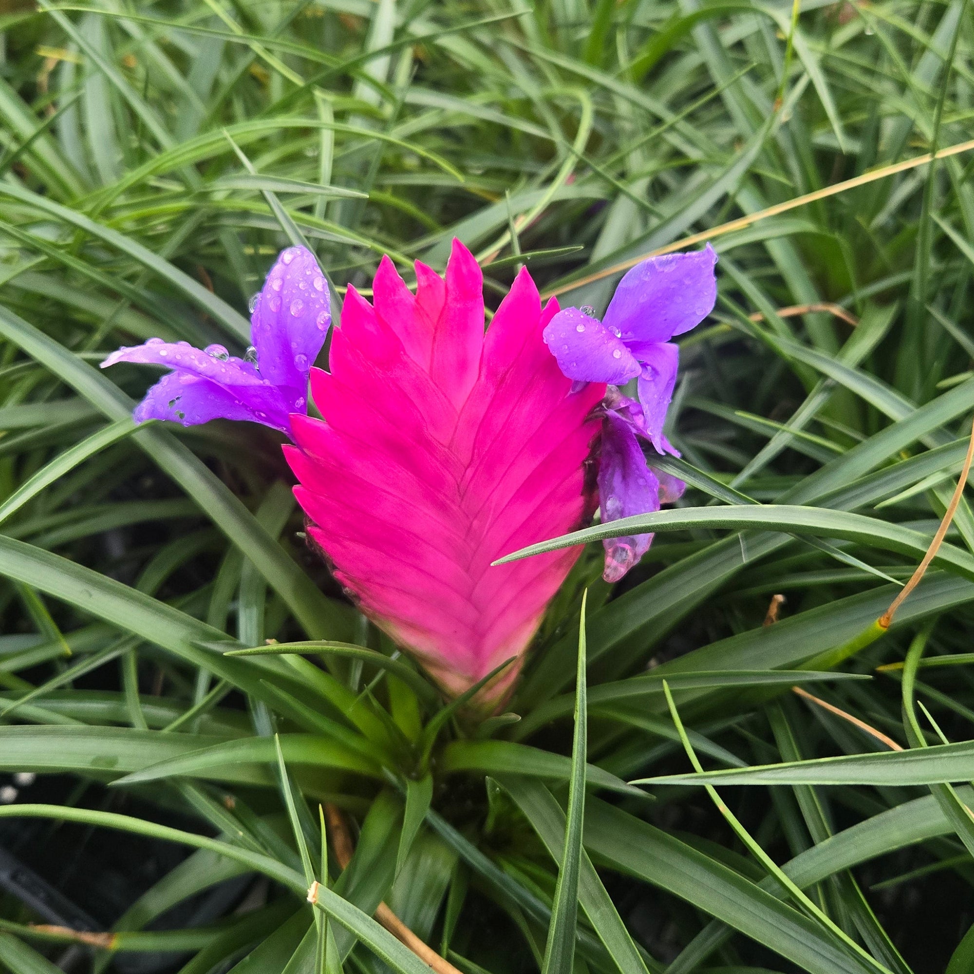 Tillandsia cyanea 'Pink Quill'